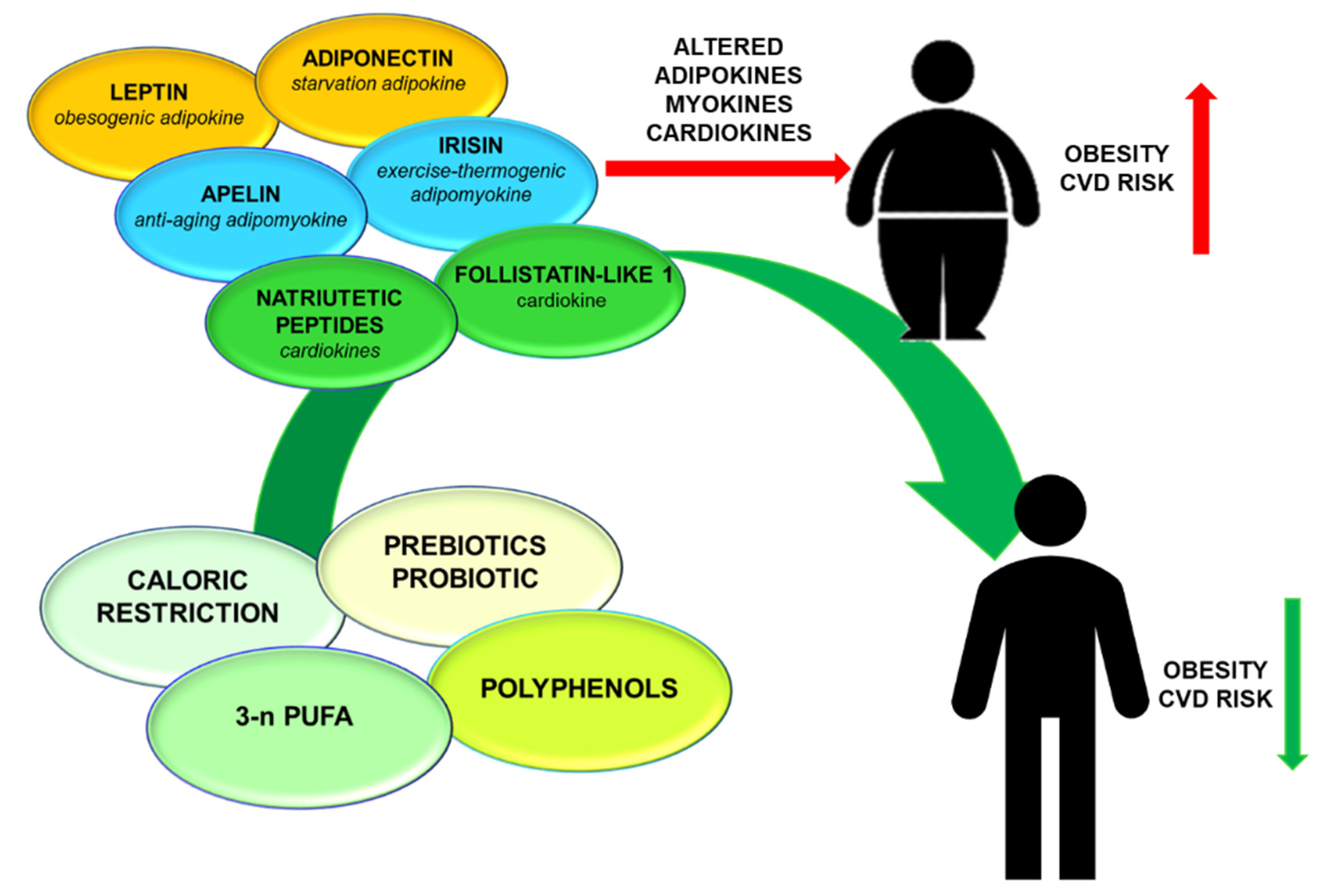 New Insights into the Biological and Pharmaceutical Properties of Royal Jelly