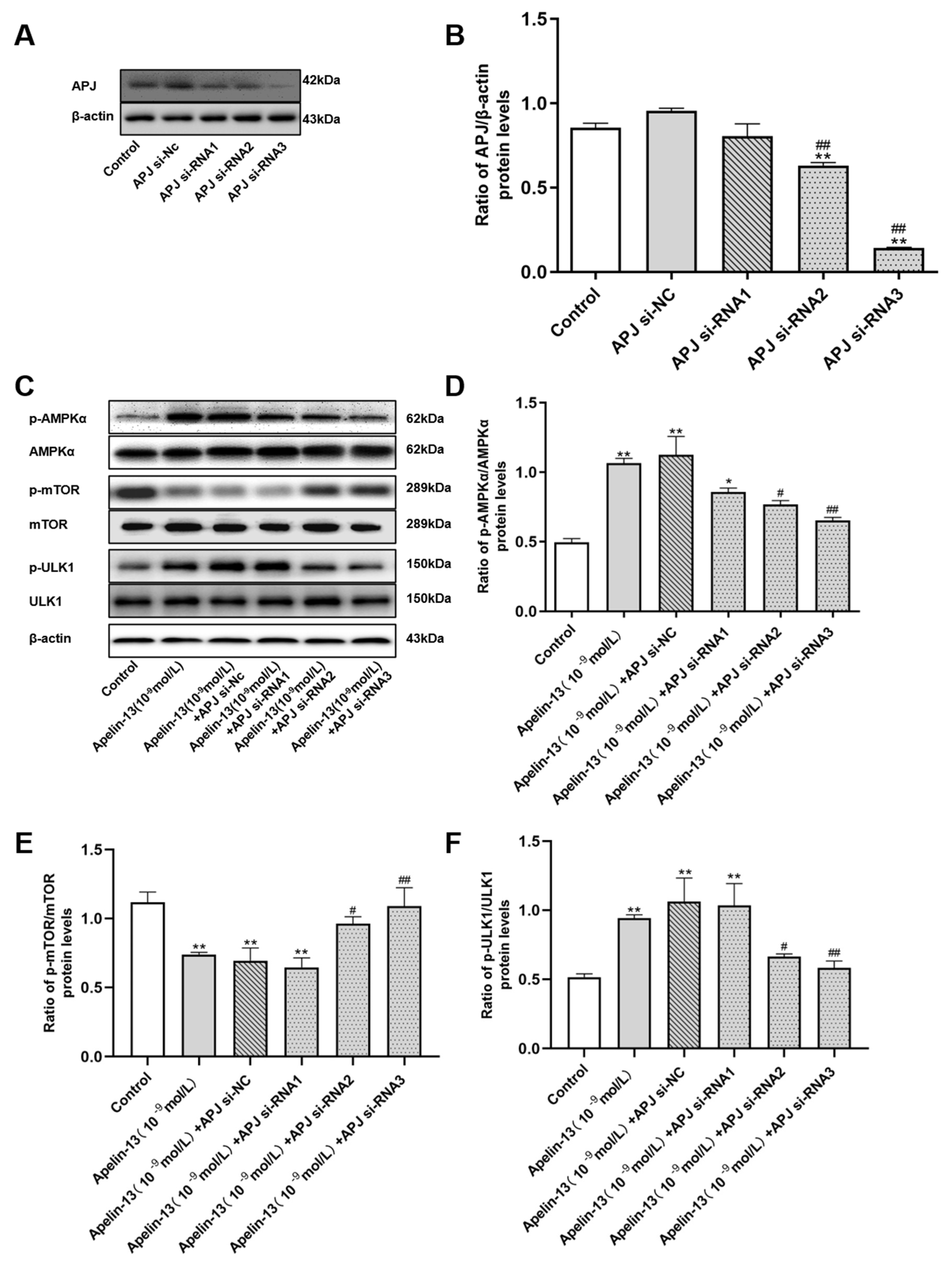 Ijms 21 08376 g010 Ijms 21 08376 g010