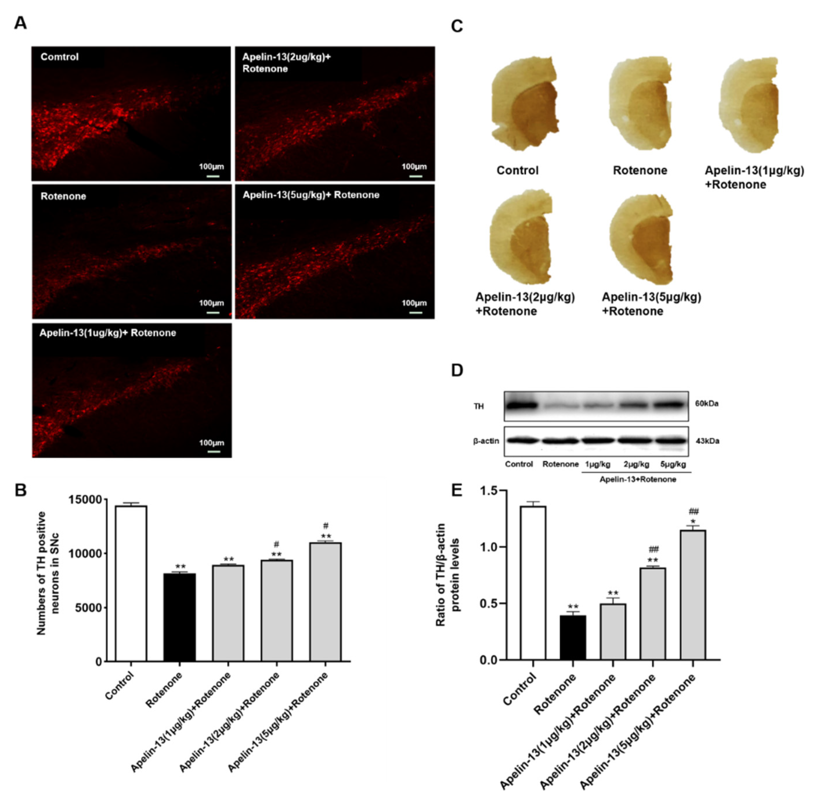 Ijms 21 08376 g013 Ijms 21 08376 g013