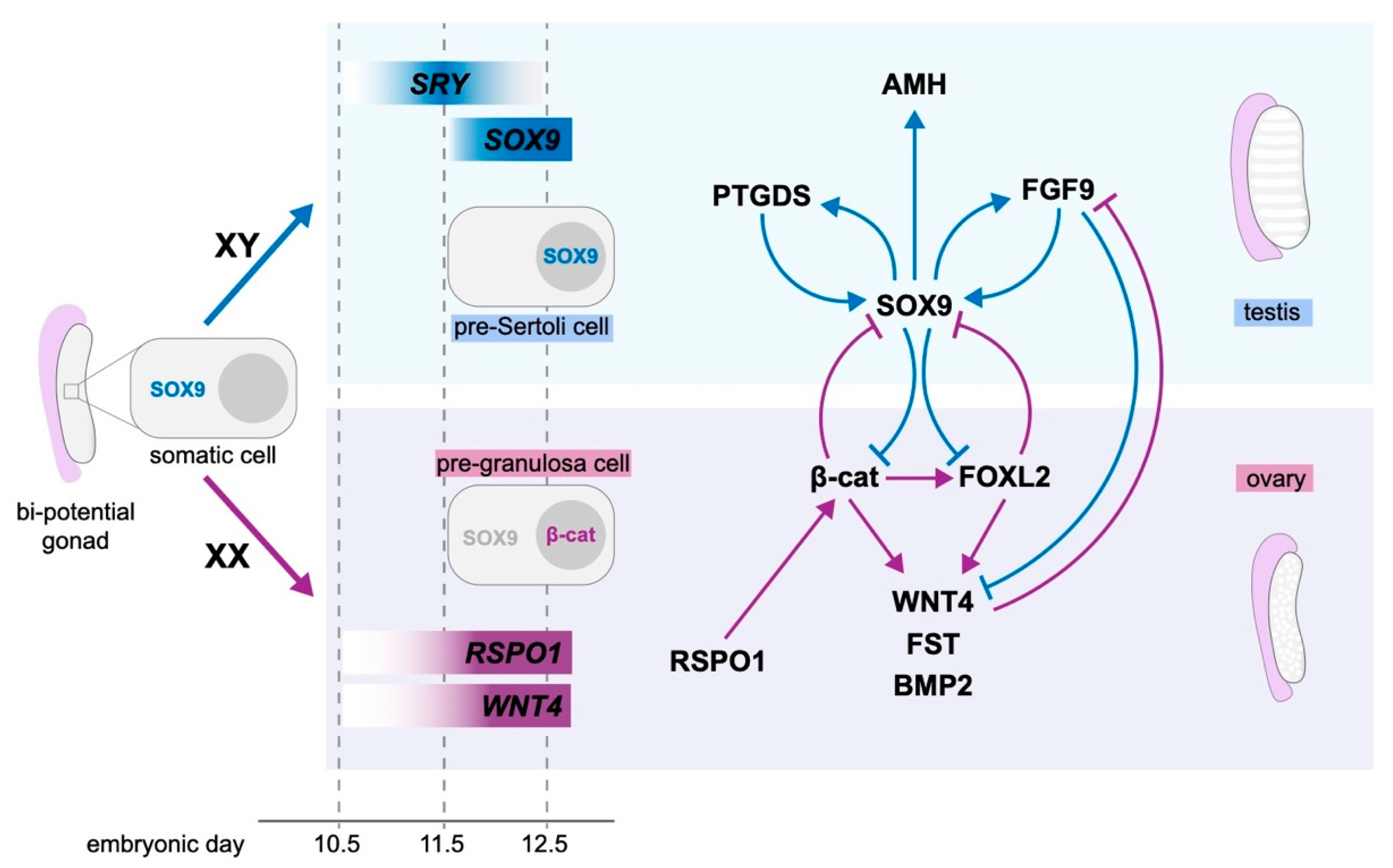 Ijms 21 08377 g002 Ijms 21 08377 g002