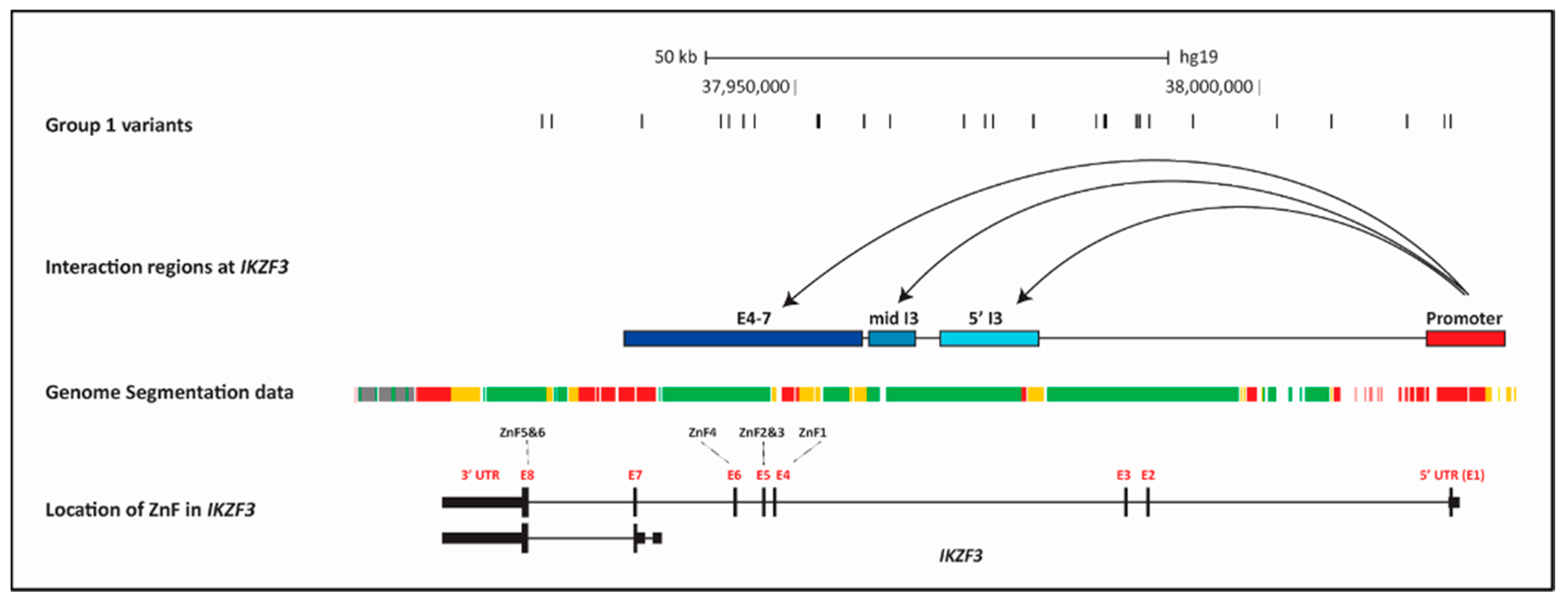 その他 rufus lupus 28 Canis Lupus Rufus Royalty-Free Images, Stock Photos