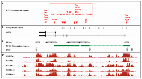 その他 rufus lupus 28 Canis Lupus Rufus Royalty-Free Images, Stock Photos