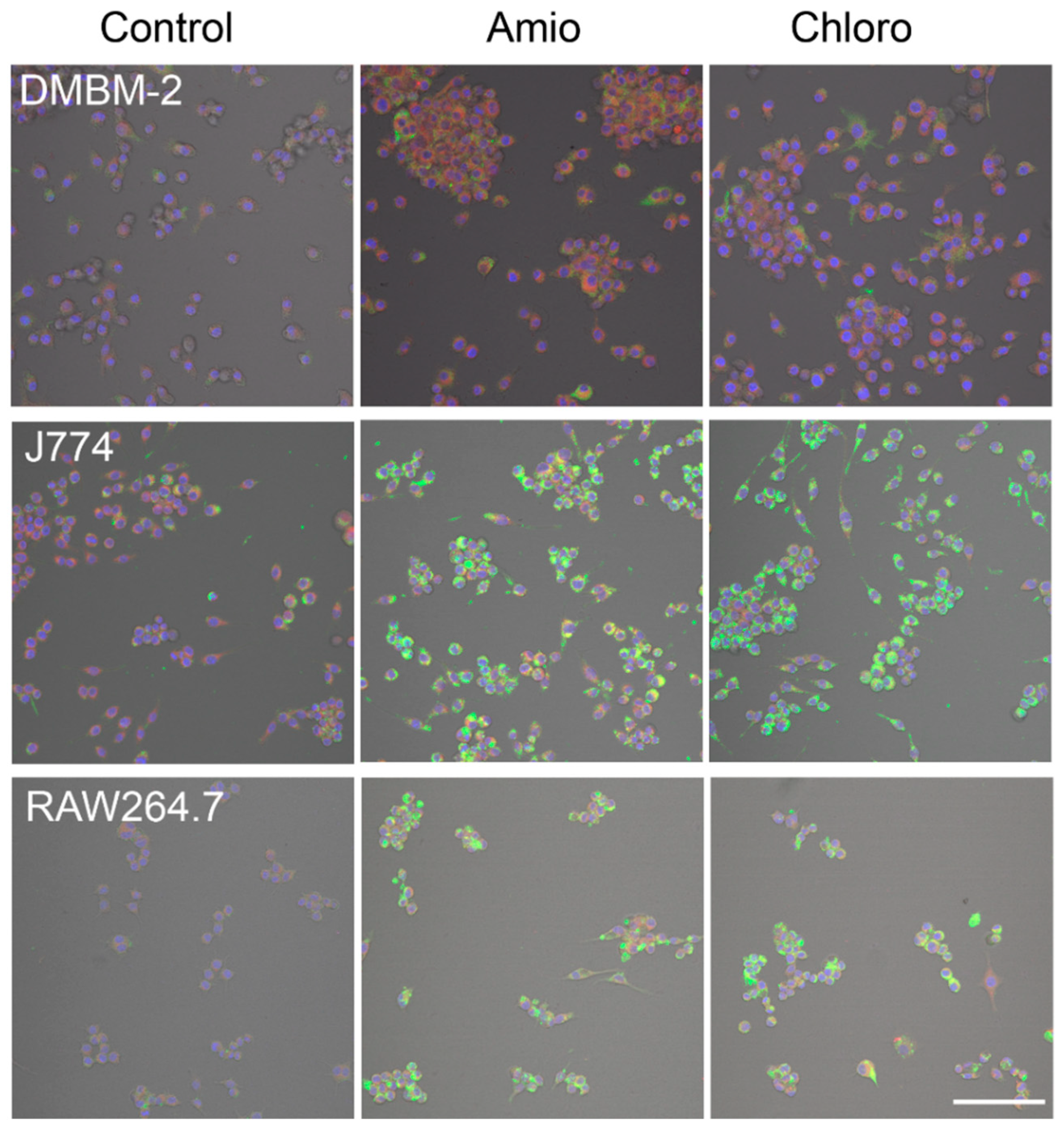 Ijms 21 08391 g002 Ijms 21 08391 g002