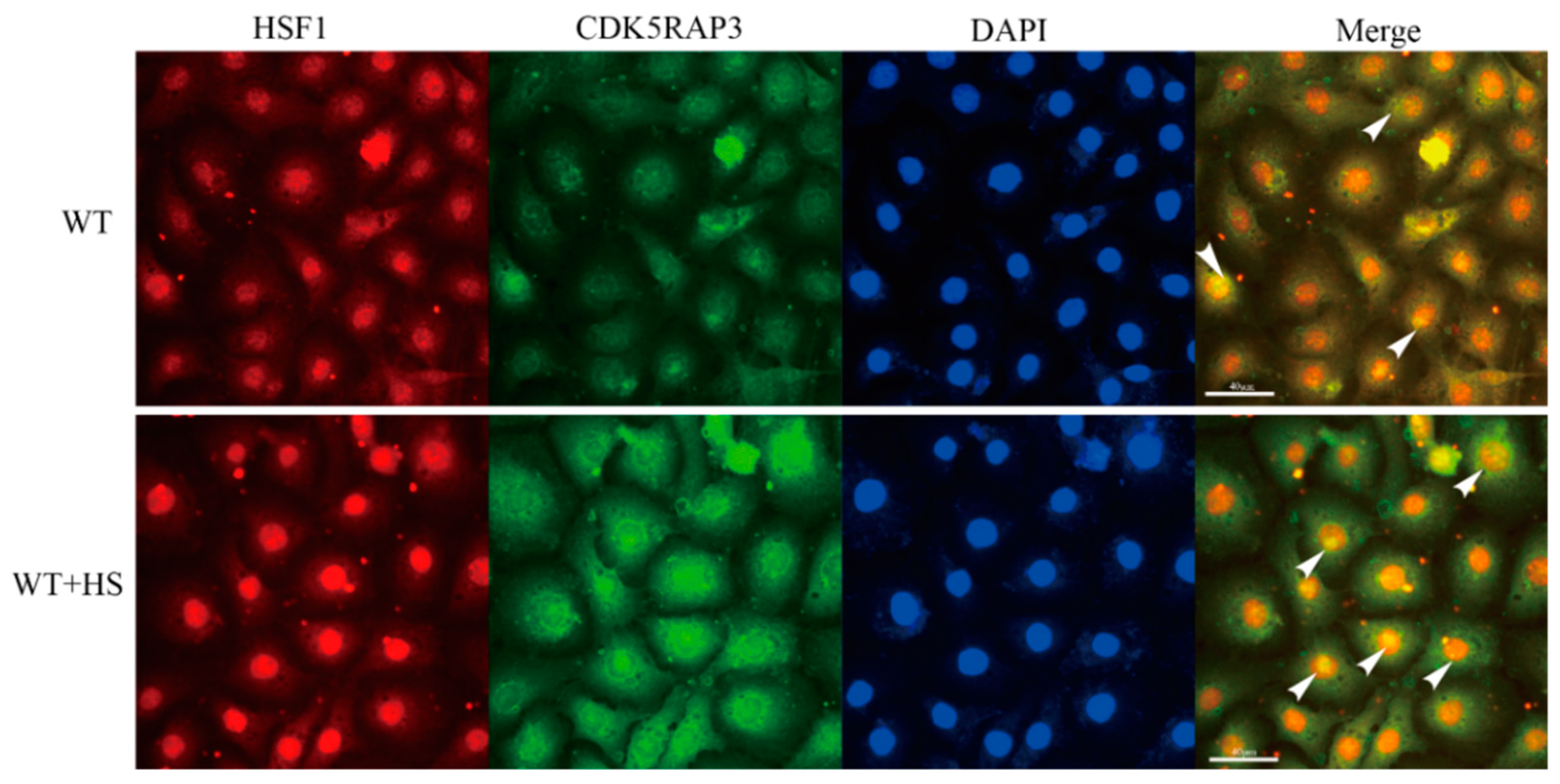 Ijms 21 08400 g008 Ijms 21 08400 g008