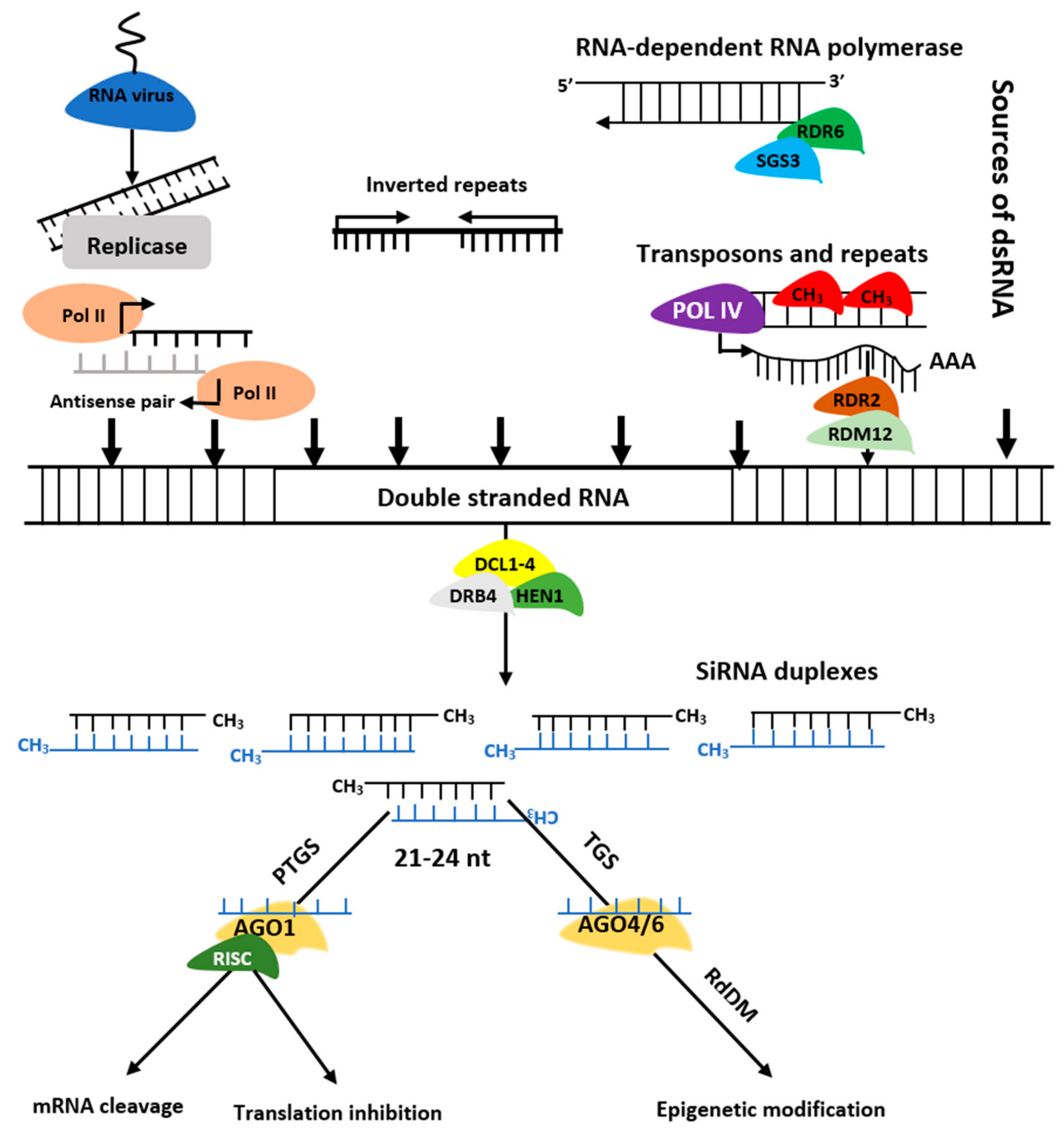 https://www.mdpi.com/ijms/ijms-21-08401/article_deploy/html/images/ijms-21-08401-g003.png