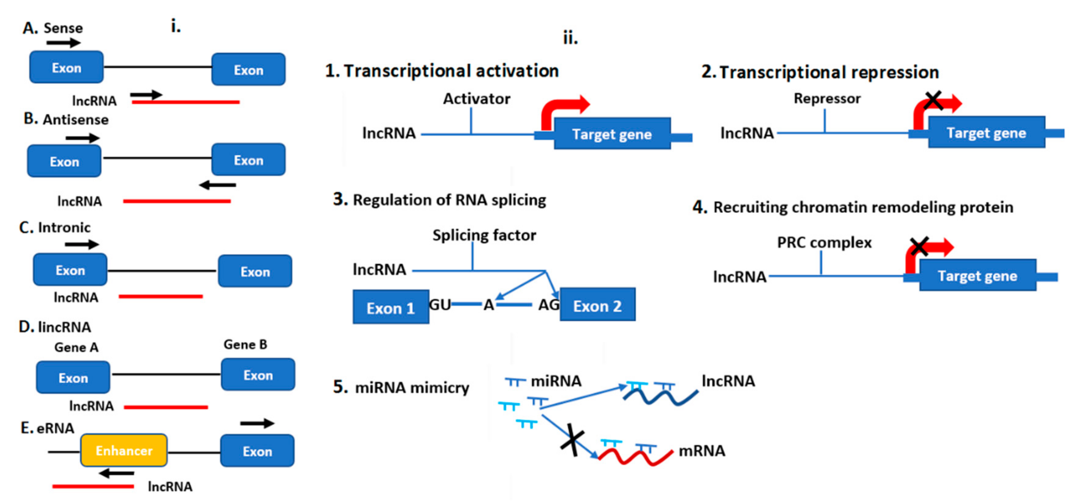 Ijms 21 08401 g004 Ijms 21 08401 g004