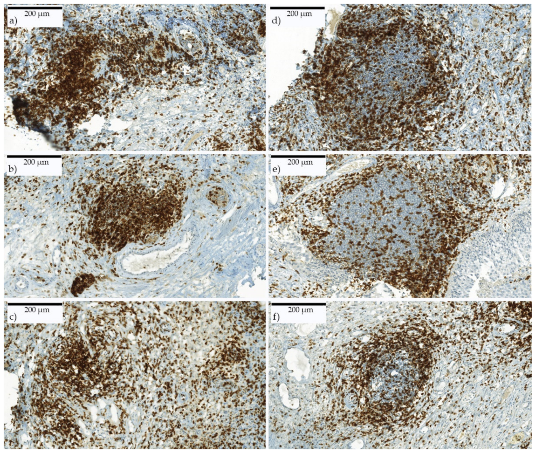 Ijms 21 08407 g006 Ijms 21 08407 g006