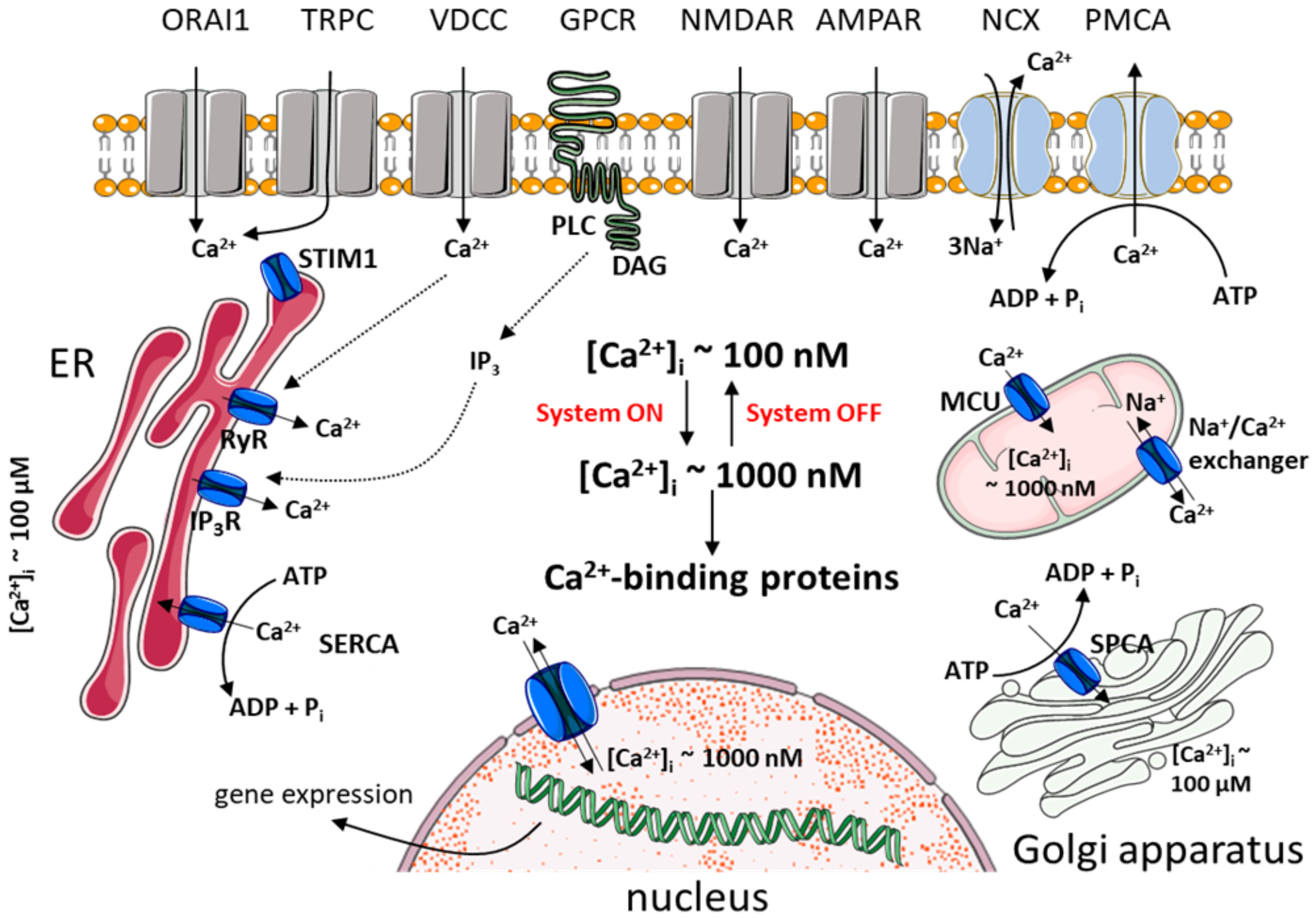 Ijms 21 08410 g002 Ijms 21 08410 g002