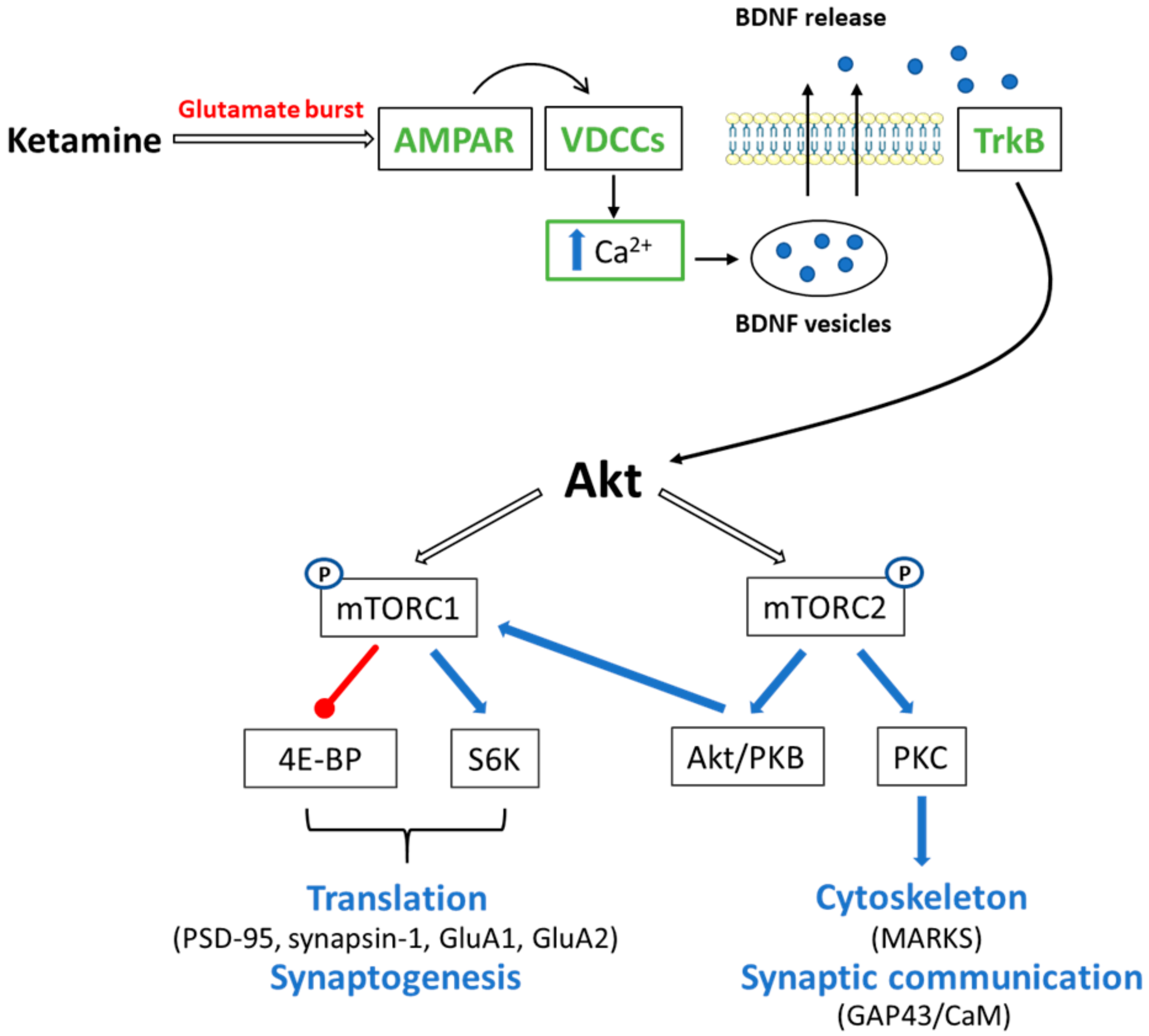 Ijms 21 08410 g003 Ijms 21 08410 g003