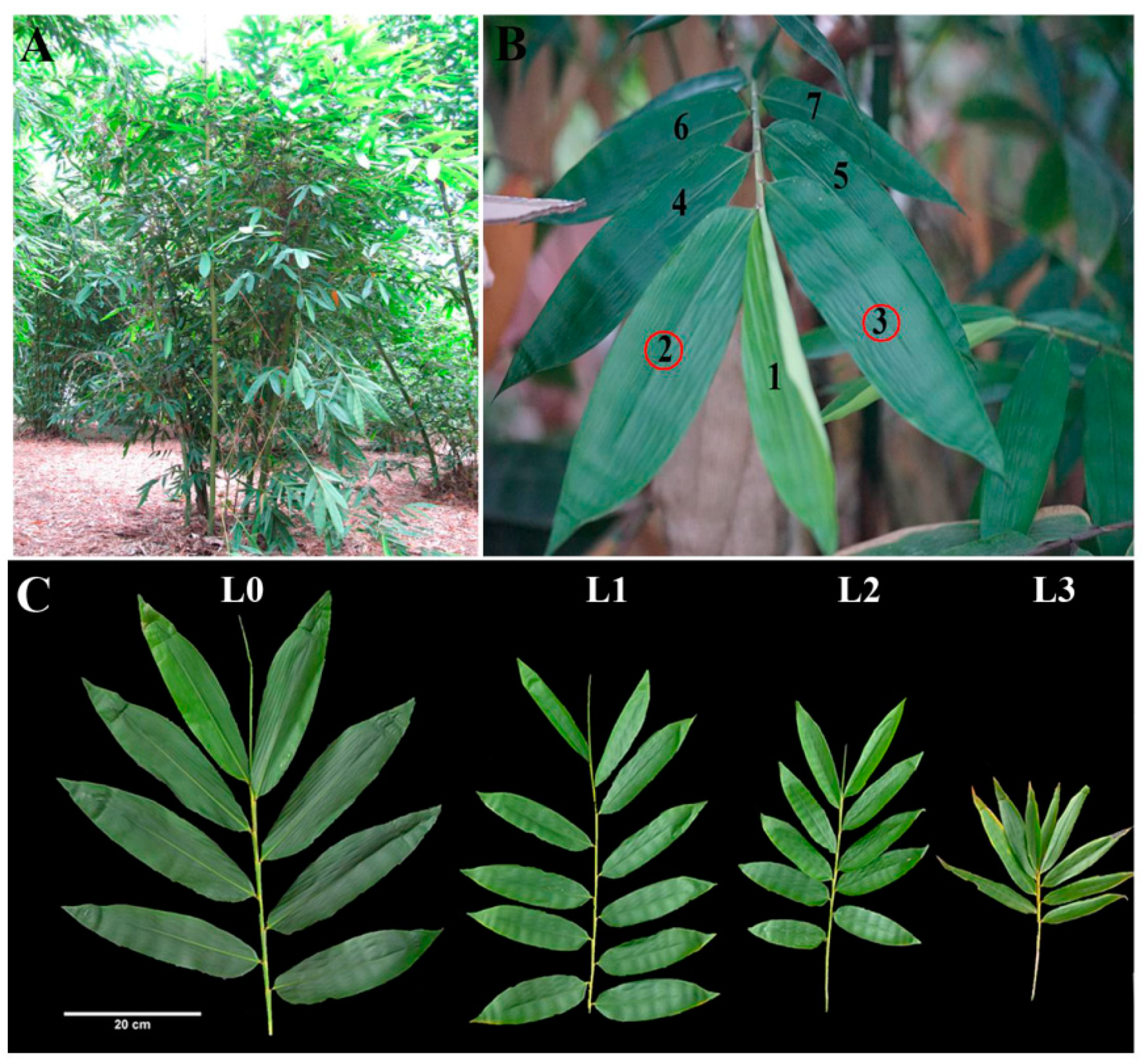 Ijms 21 08430 g001 Ijms 21 08430 g001