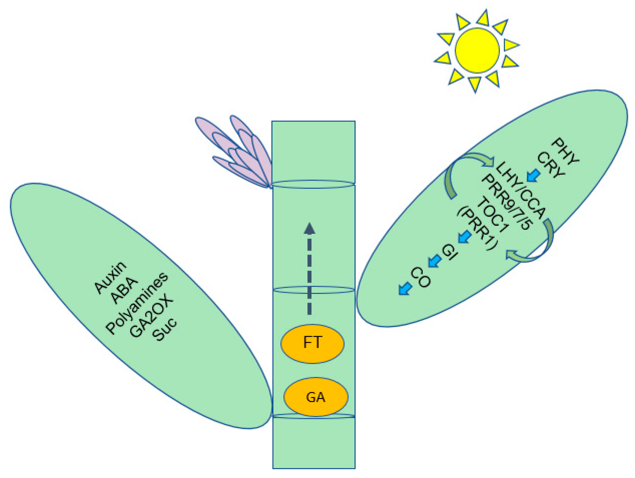 Ijms 21 08430 g007 Ijms 21 08430 g007