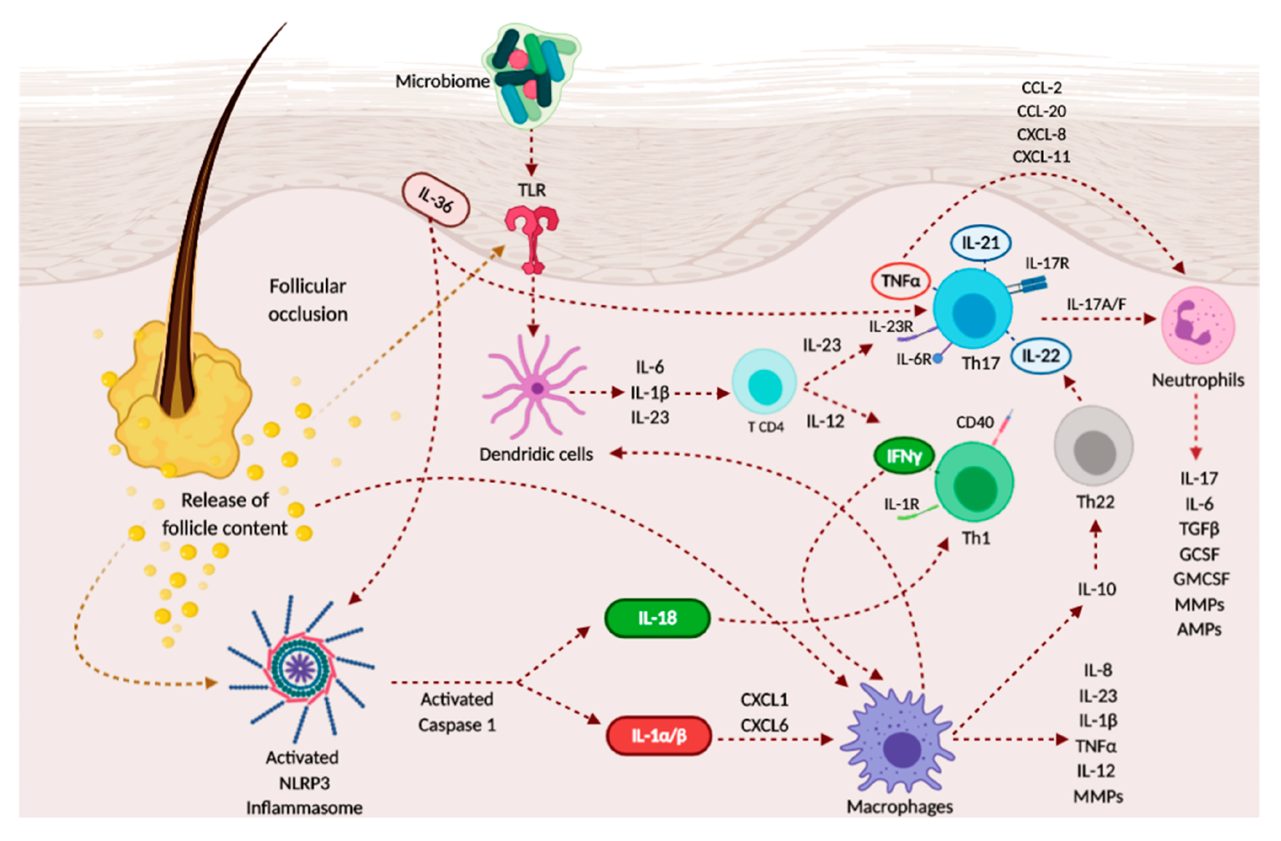 Ijms Free Full Text Cytokine Pathways And Investigational Target