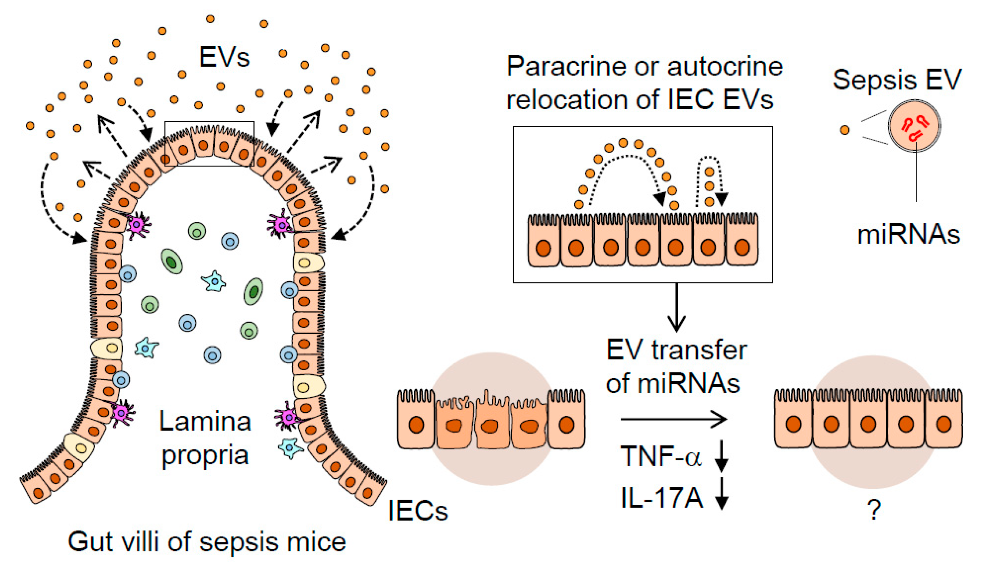 Ijms 21 08445 g005 Ijms 21 08445 g005