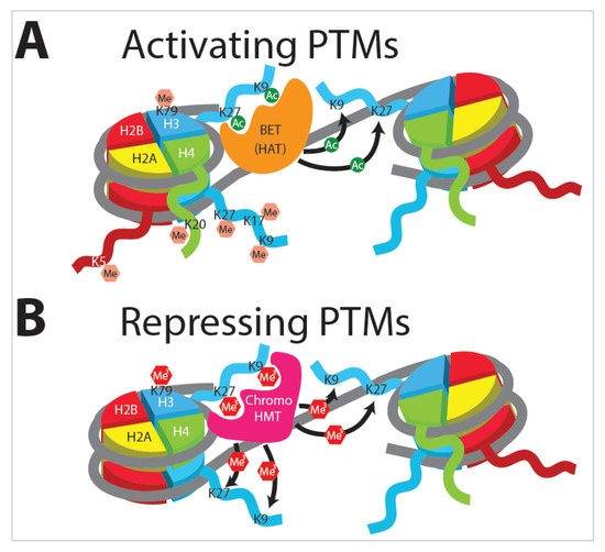 Ijms Free Full Text Exposome And Immunity Training How Pathogen Exposure Order Influences Innate Immune Cell Lineage Commitment And Function Html Ijms Free Full Text Exposome And Immunity Training How Pathogen Exposure Order Influences Innate Immune Cell Lineage Commitment And Function Html
