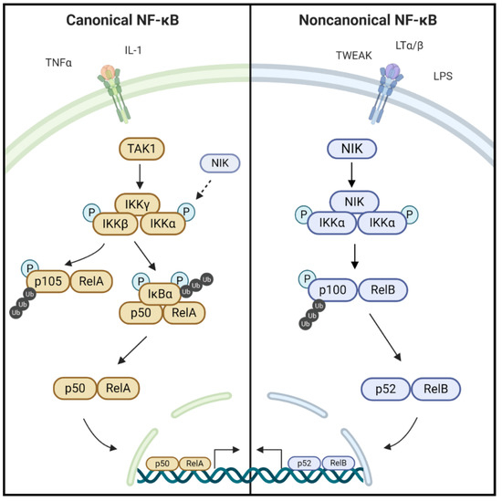 IJMS Free Full-Text | Targeting NF-κB-Inducing (NIK) in Immunity, Inflammation, Cancer