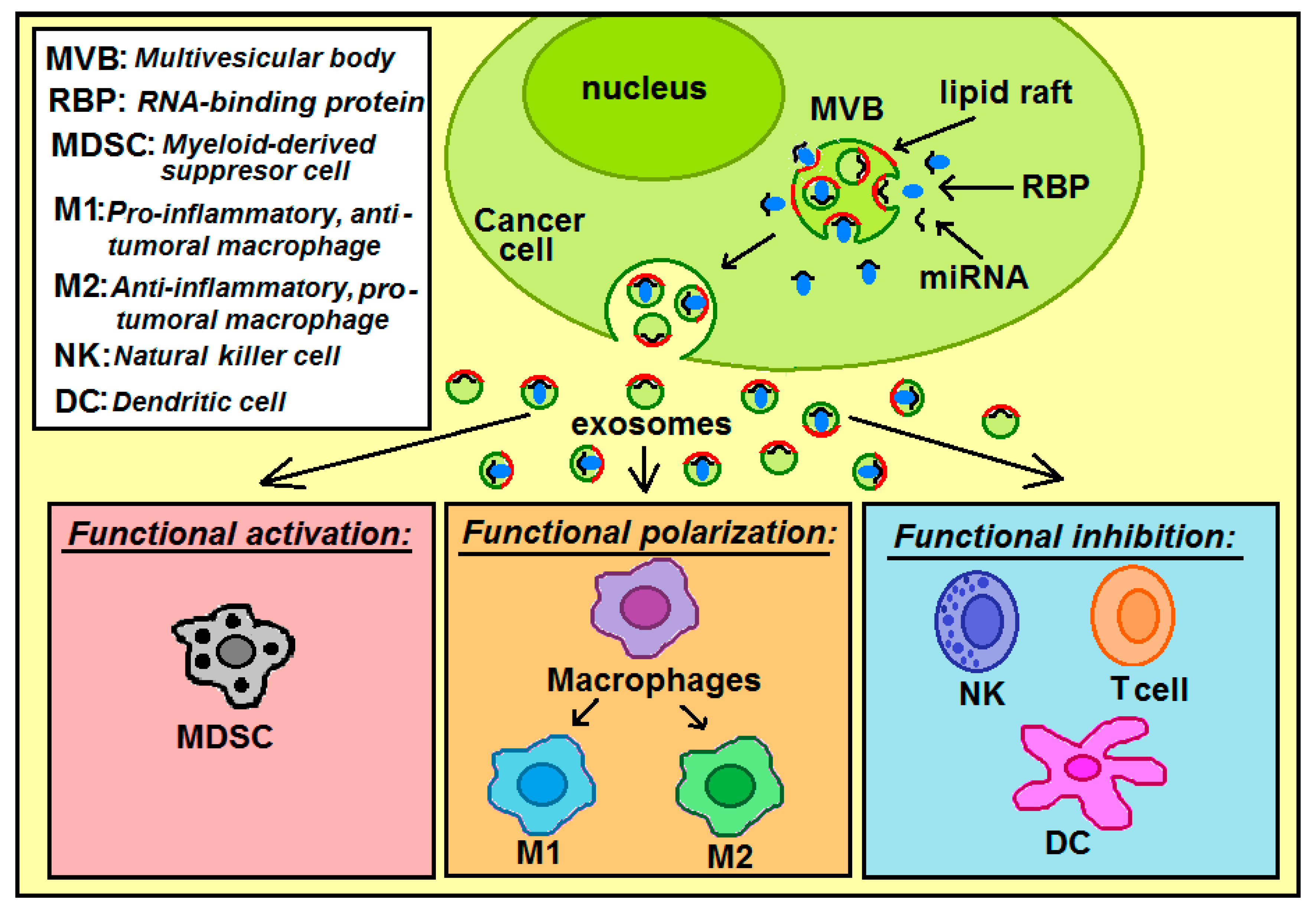 Ijms 21 08503 g007 Ijms 21 08503 g007