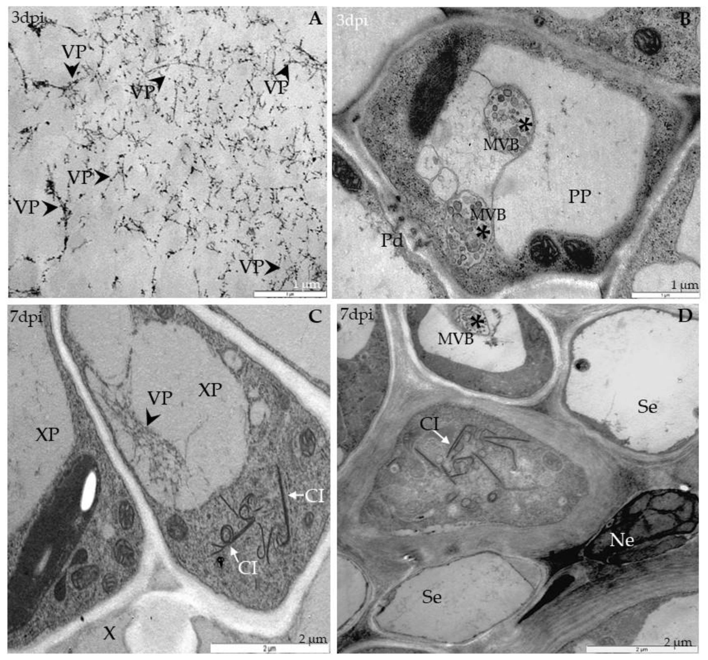 Ijms 21 08510 g002 Ijms 21 08510 g002