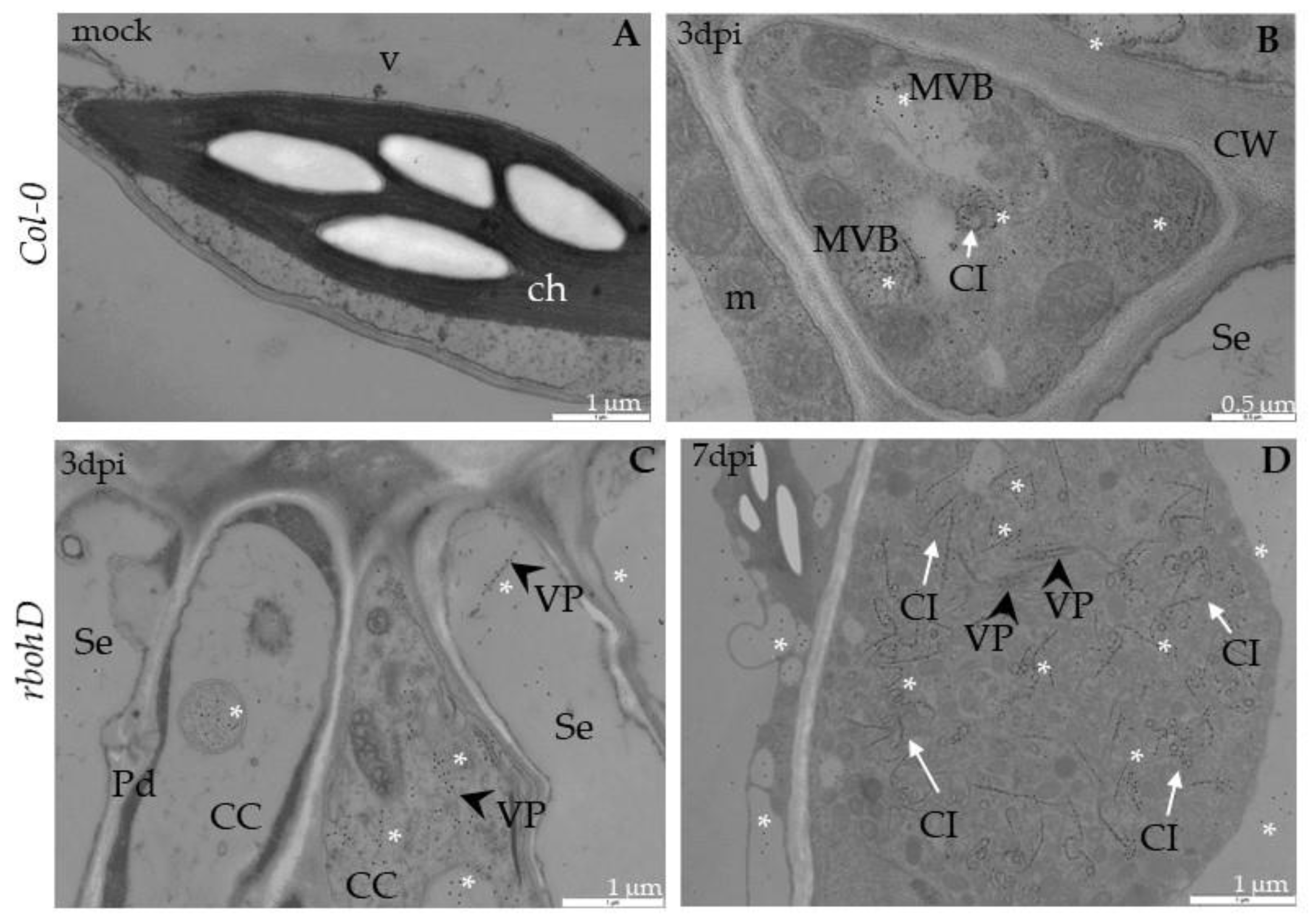 Ijms 21 08510 g006 Ijms 21 08510 g006