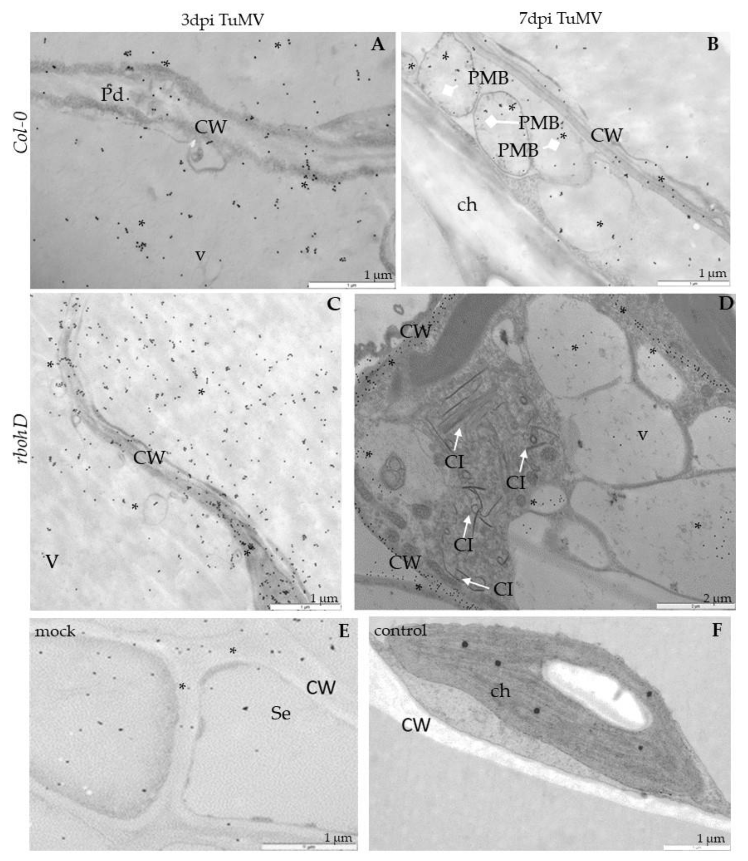 Ijms 21 08510 g009 Ijms 21 08510 g009