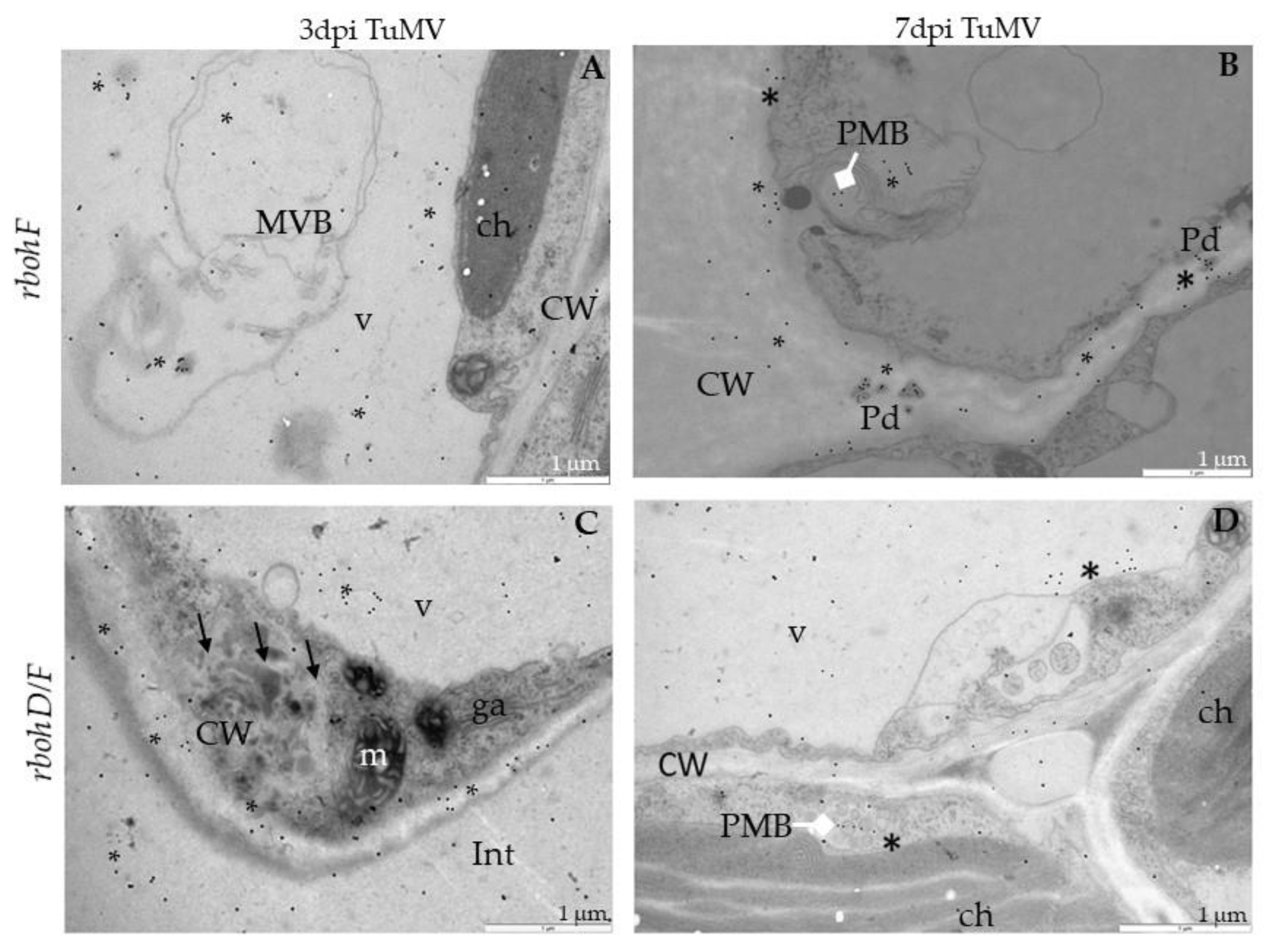 Ijms 21 08510 g010 Ijms 21 08510 g010