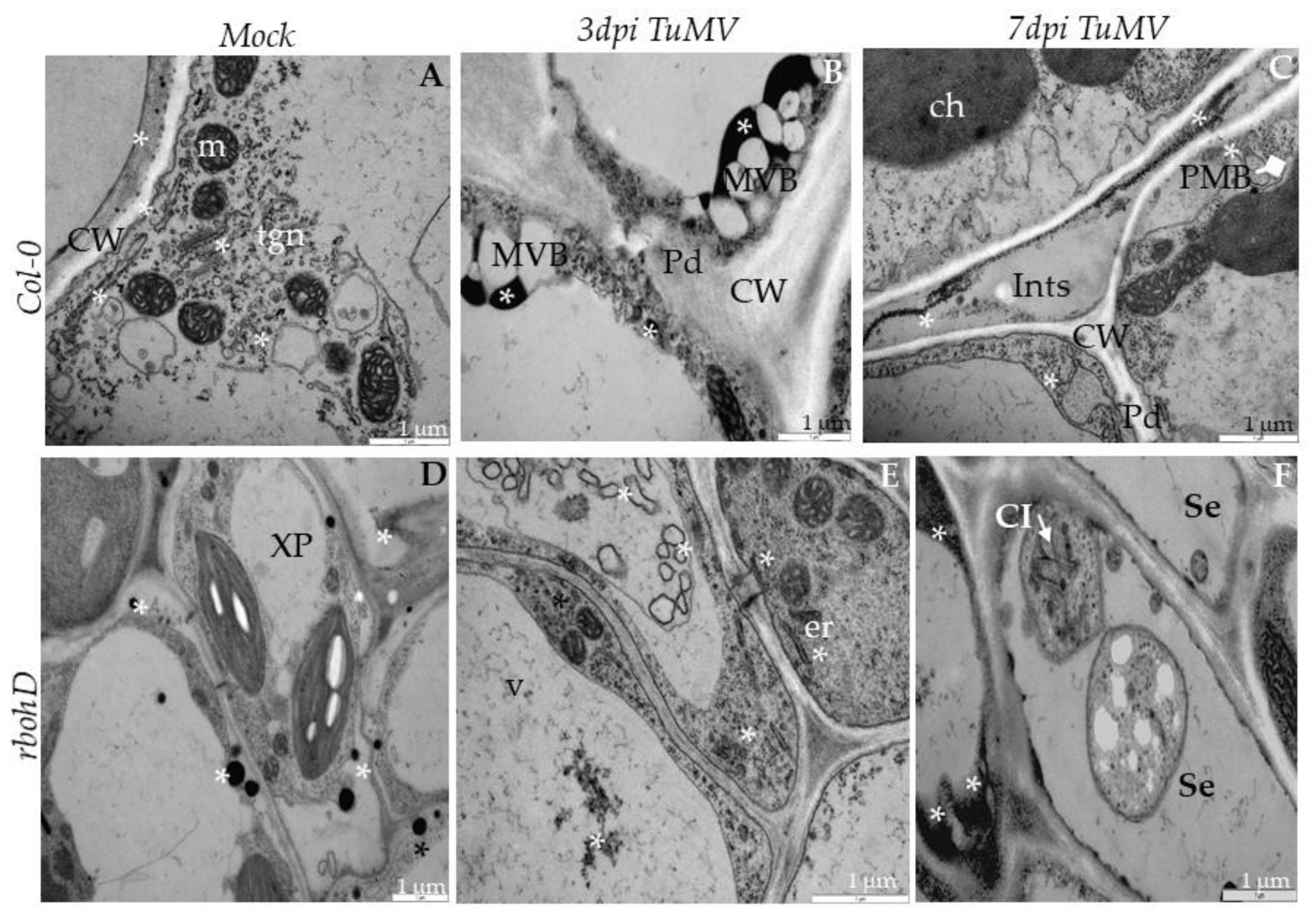 Ijms 21 08510 g012 Ijms 21 08510 g012
