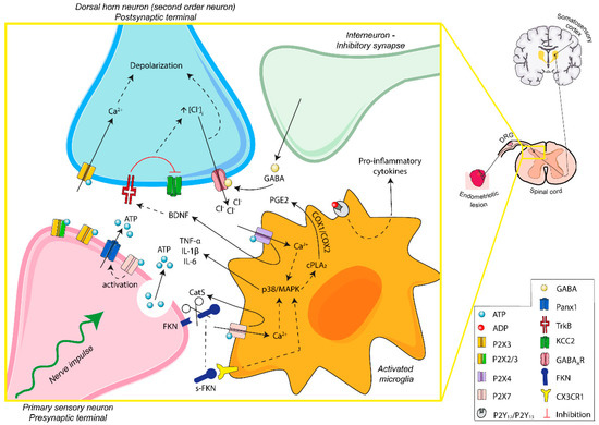 Purinergic Signaling in Endometriosis-Associated Pain