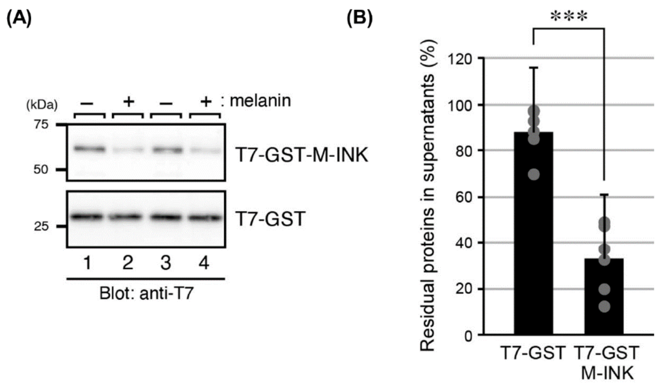 Ijms 21 08514 g002 Ijms 21 08514 g002