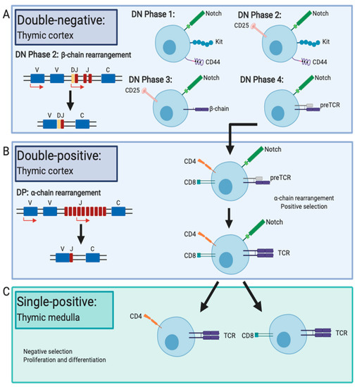 IJMS Free FullText Tfh Cells in Health and Immunity Potential
