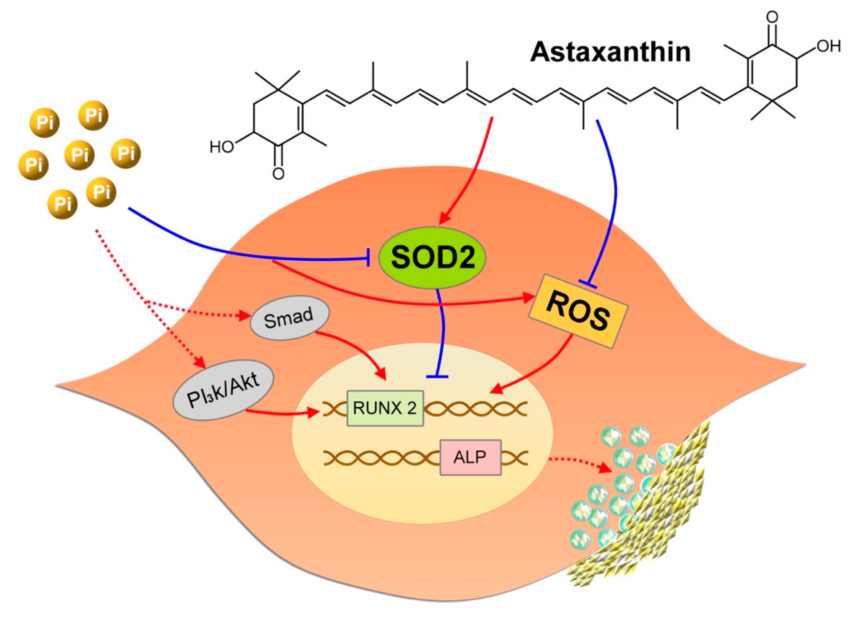 Ijms 21 08530 g007 Ijms 21 08530 g007