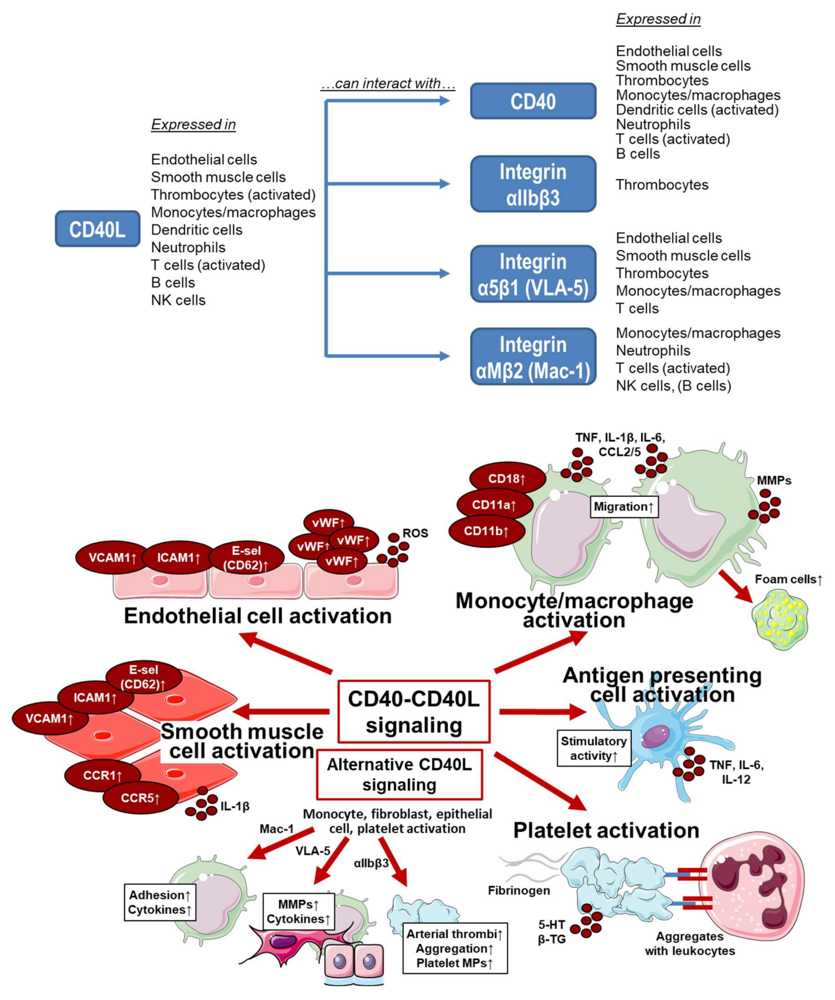 Ijms 21 08533 g002 Ijms 21 08533 g002