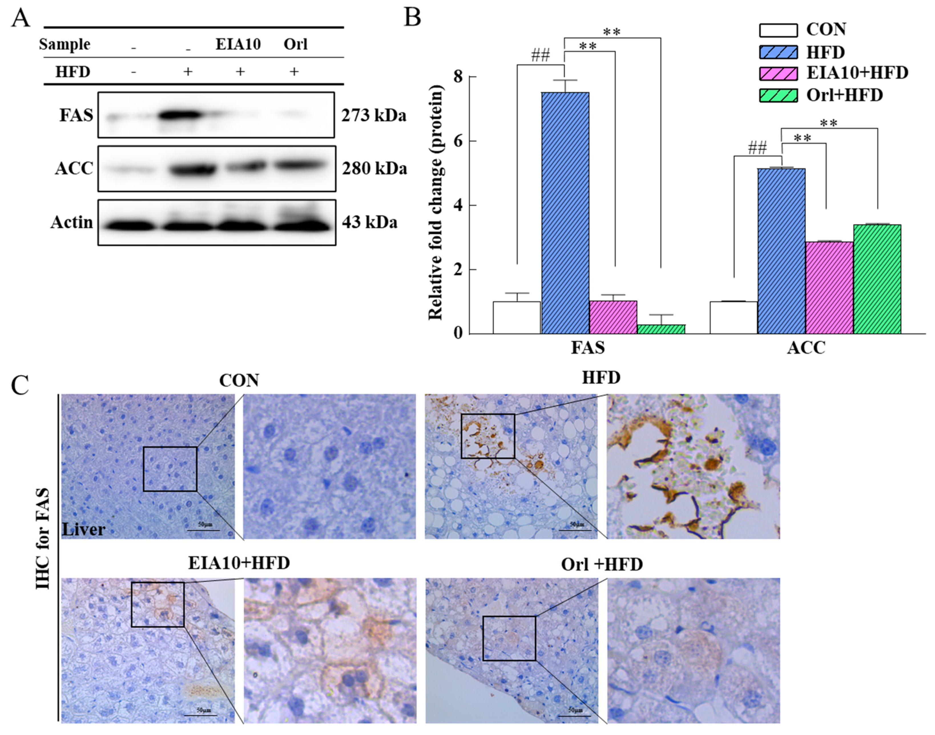 Ijms 21 08537 g005 Ijms 21 08537 g005