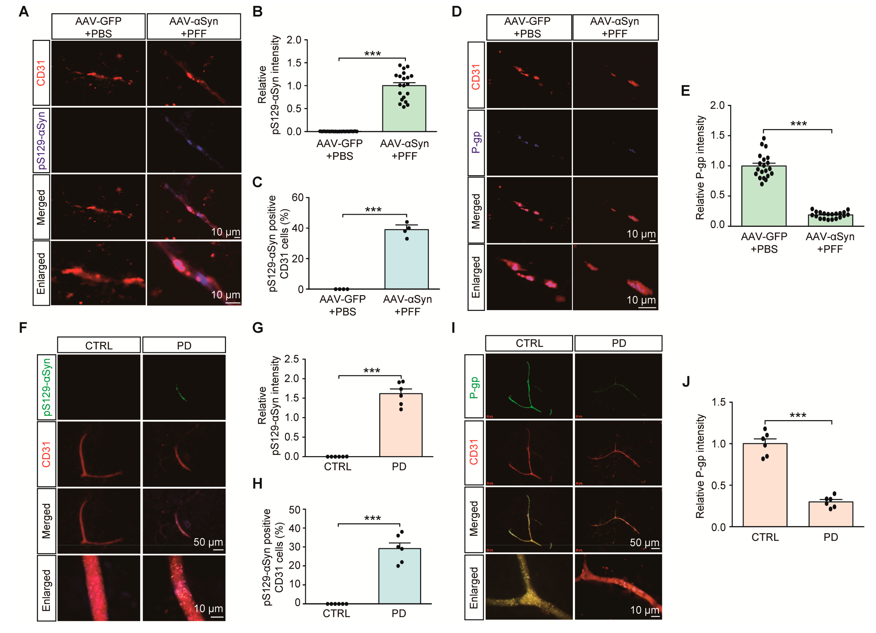Ijms 21 08538 g003 Ijms 21 08538 g003