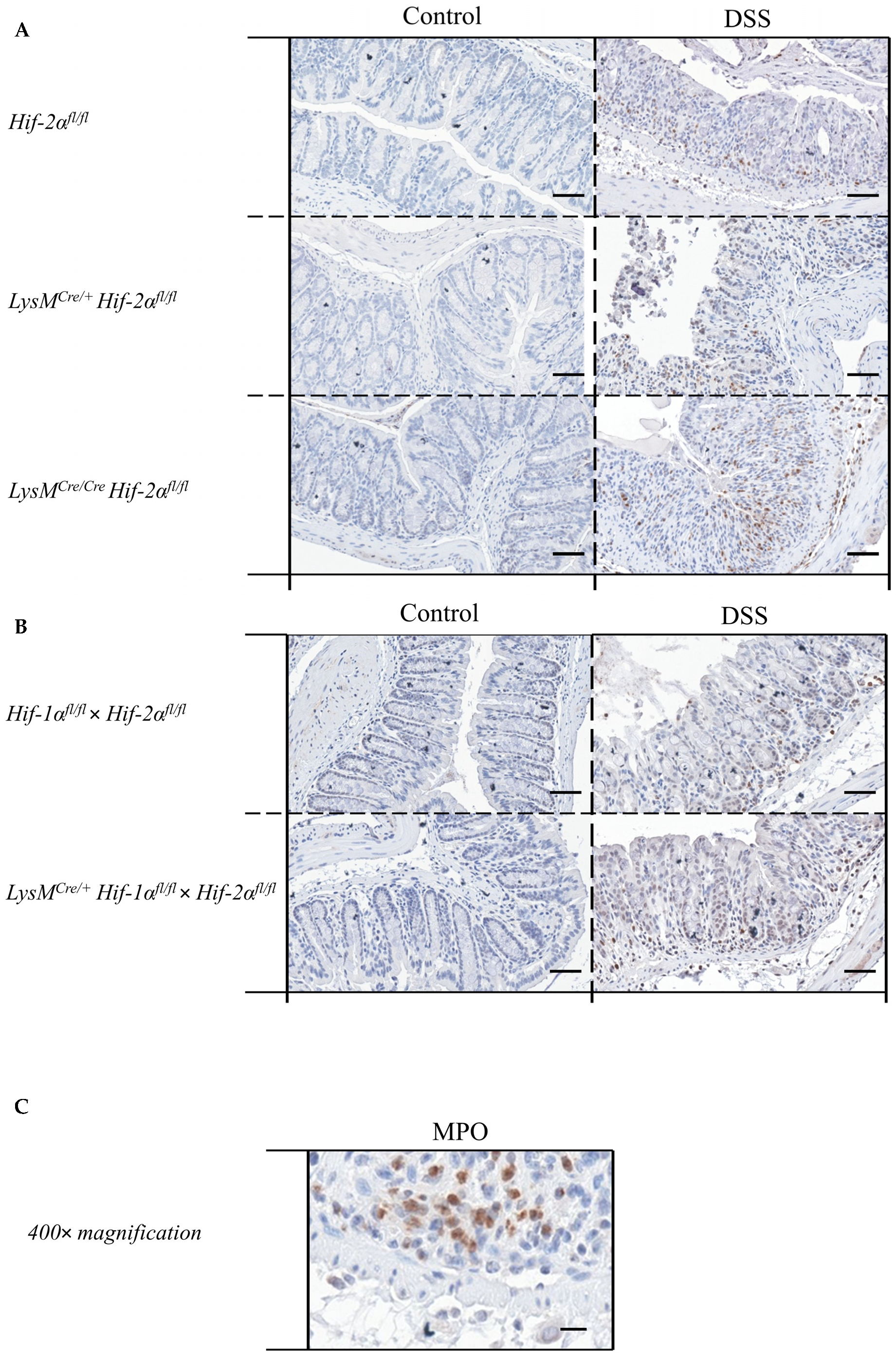 Ijms 21 08551 g006a