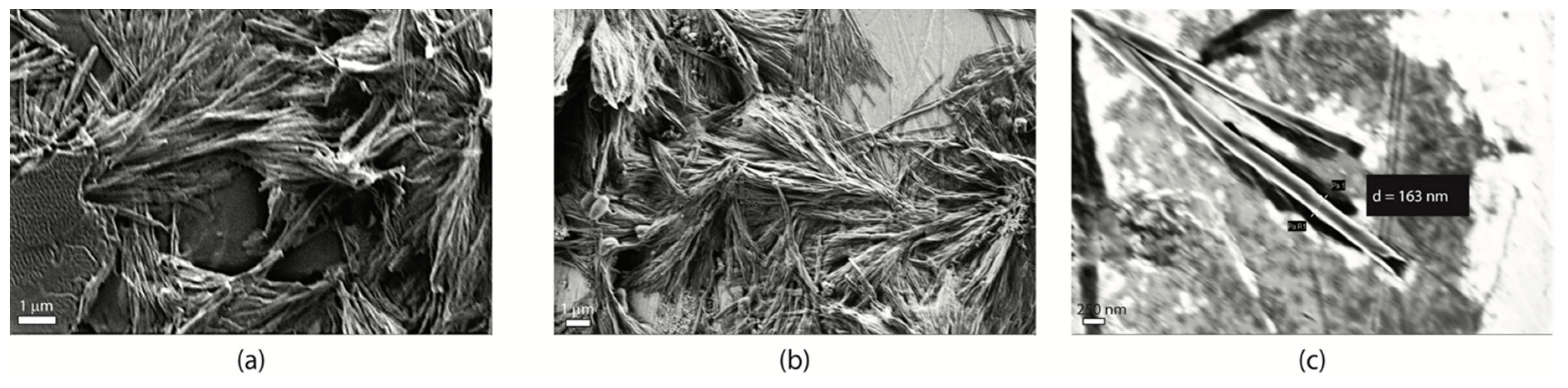 Ijms 21 08557 g004 Ijms 21 08557 g004