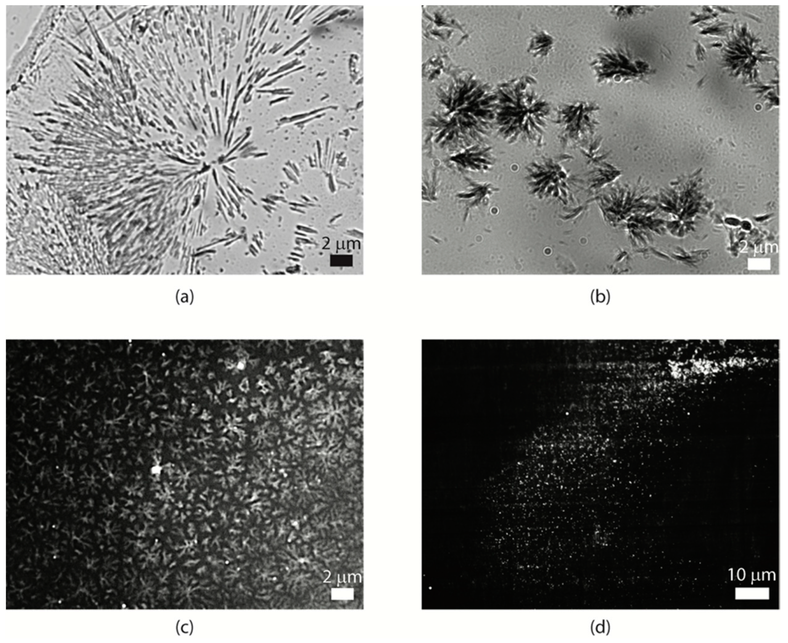 Ijms 21 08557 g005 Ijms 21 08557 g005