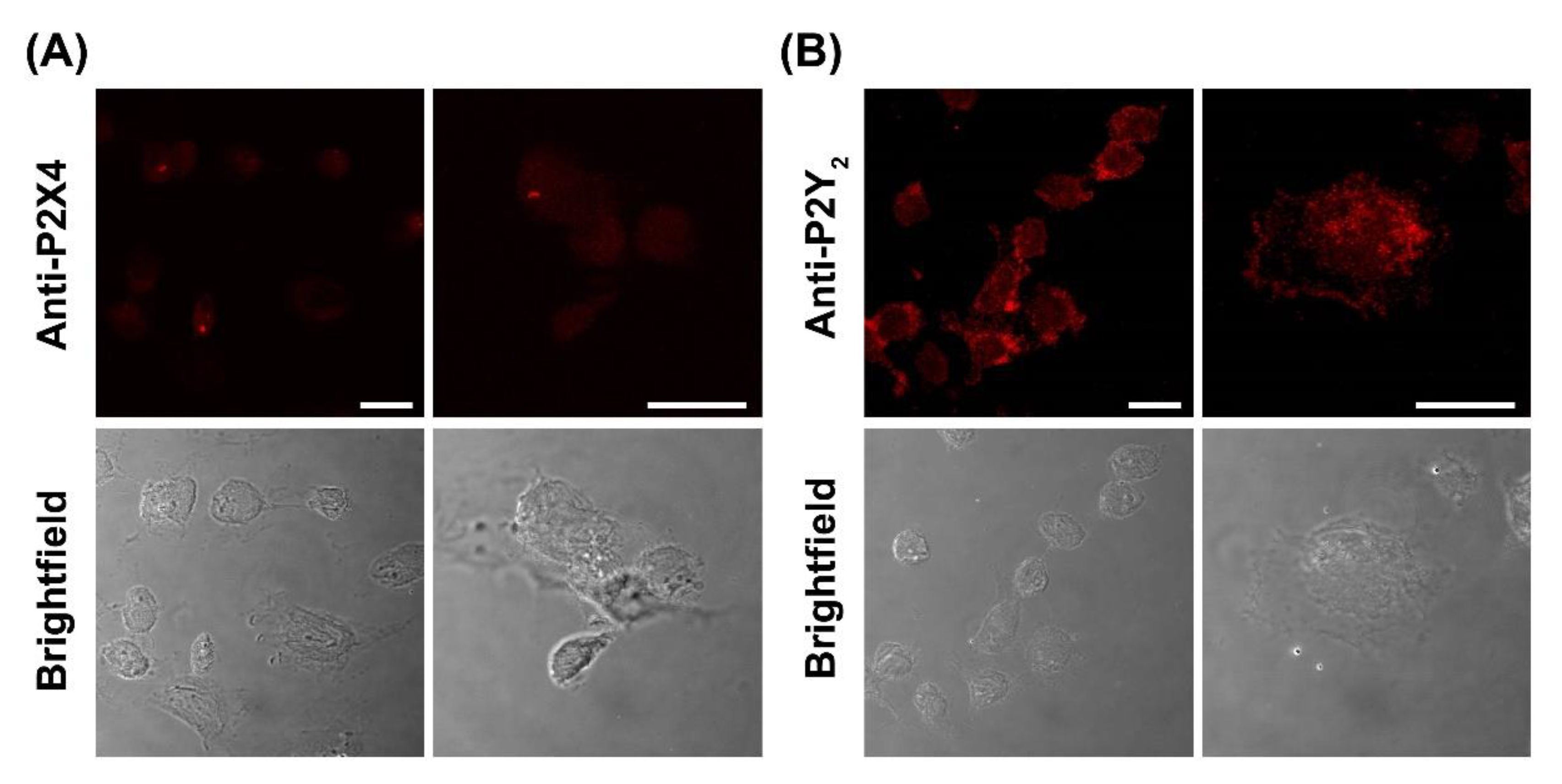 Ijms 21 08572 g009 Ijms 21 08572 g009