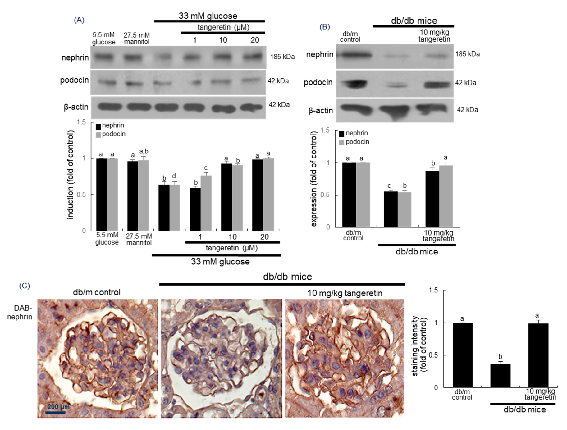 Ijms 21 08577 g003 Ijms 21 08577 g003
