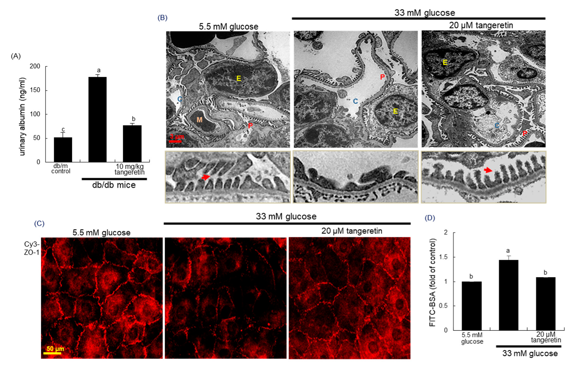 Ijms 21 08577 g004 Ijms 21 08577 g004