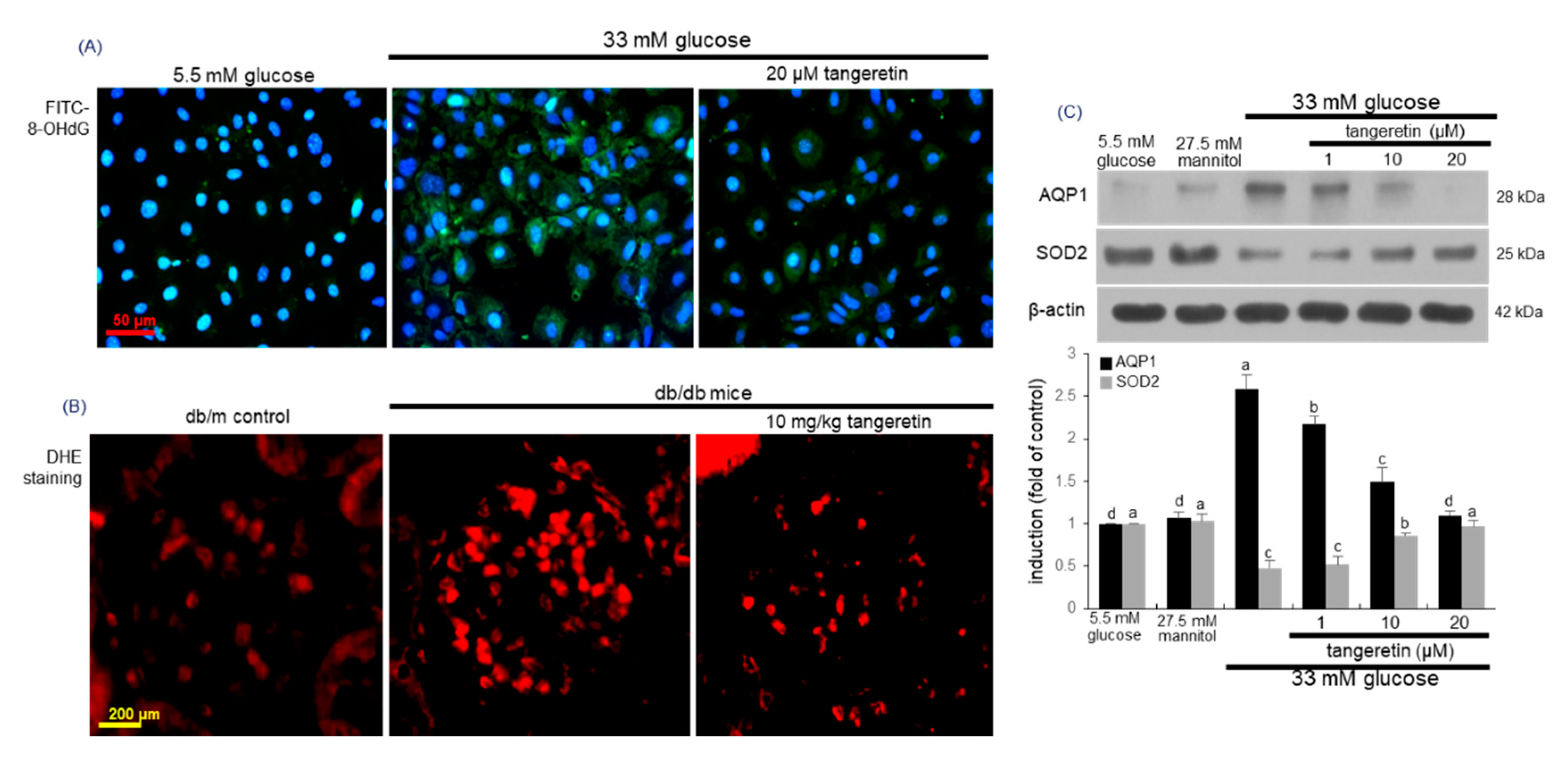 Ijms 21 08577 g005 Ijms 21 08577 g005