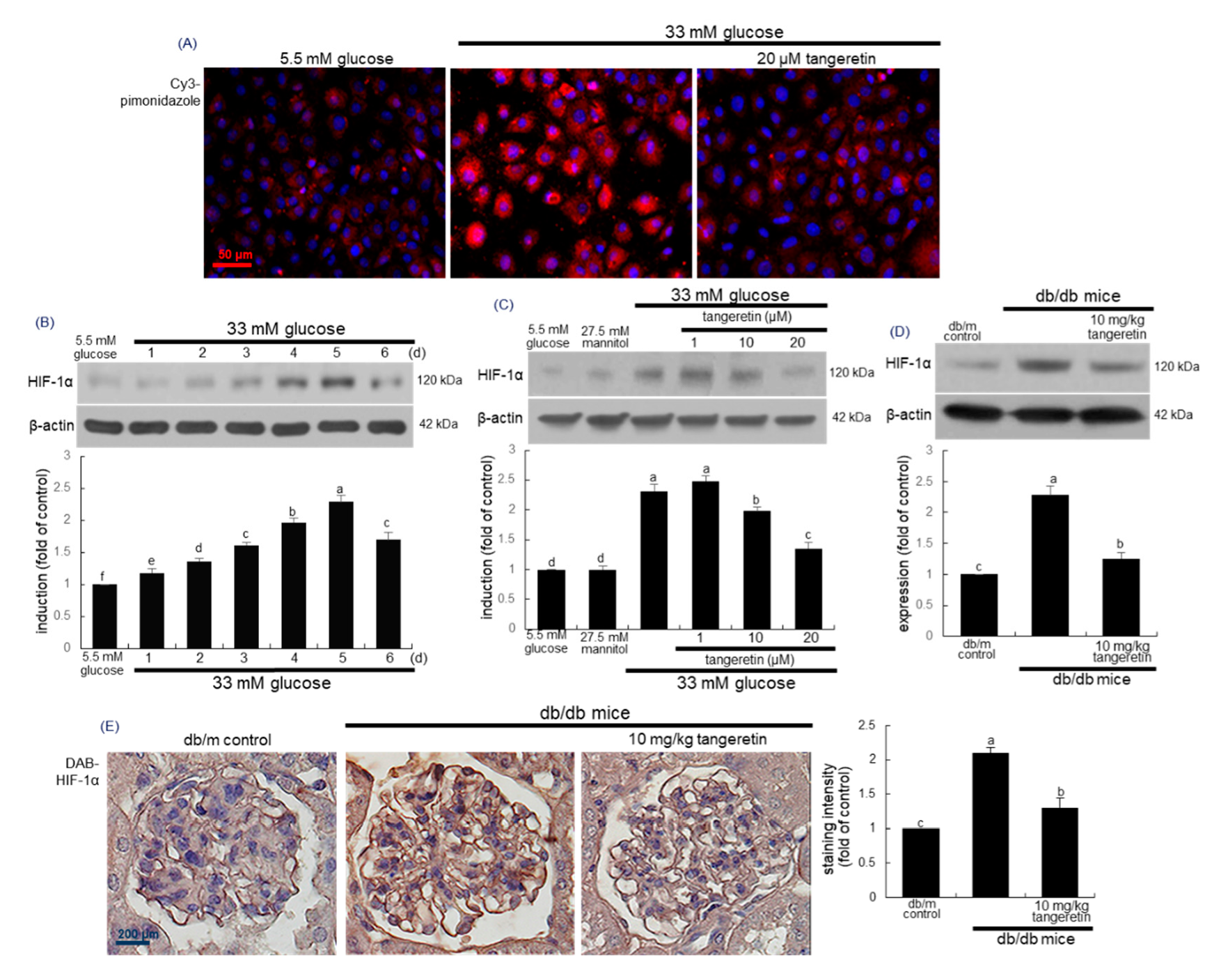 Ijms 21 08577 g006 Ijms 21 08577 g006