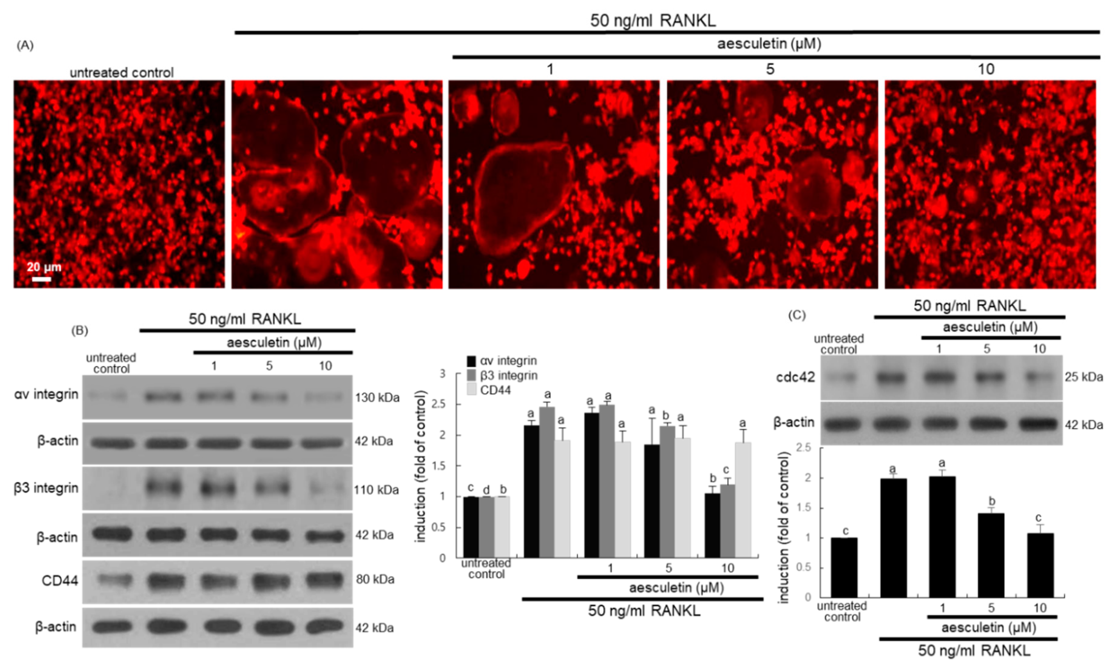 Ijms 21 08581 g004 Ijms 21 08581 g004
