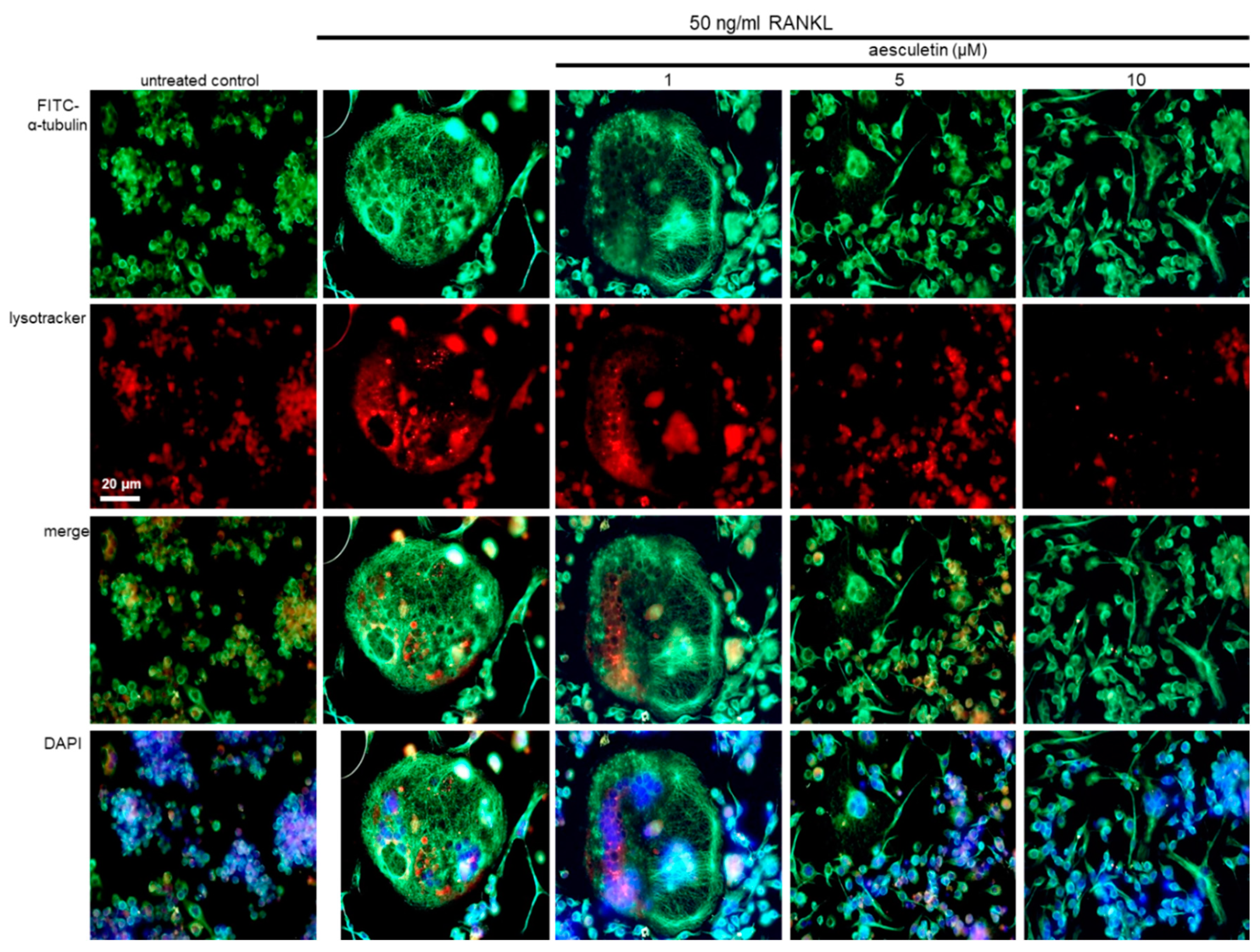 Ijms 21 08581 g007 Ijms 21 08581 g007