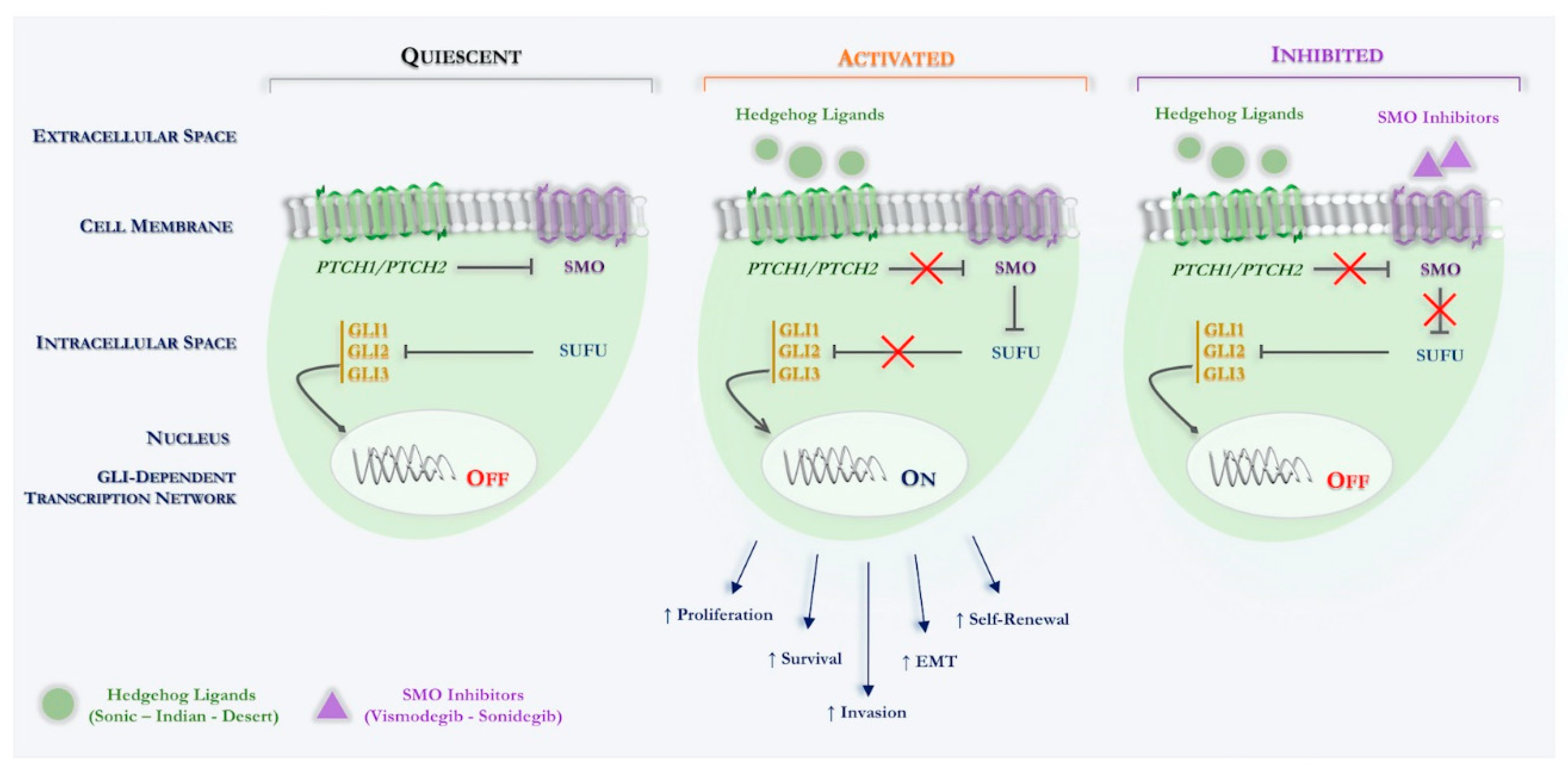 Ijms 21 08596 g001 Ijms 21 08596 g001