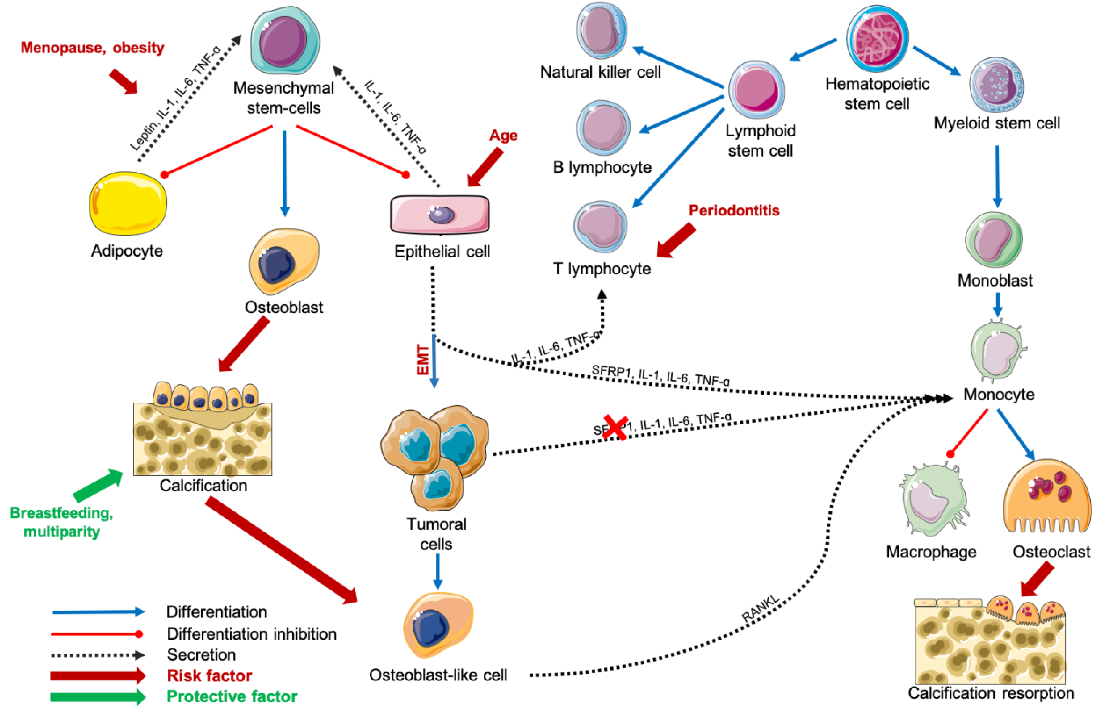 Ijms 21 08613 g002 Ijms 21 08613 g002