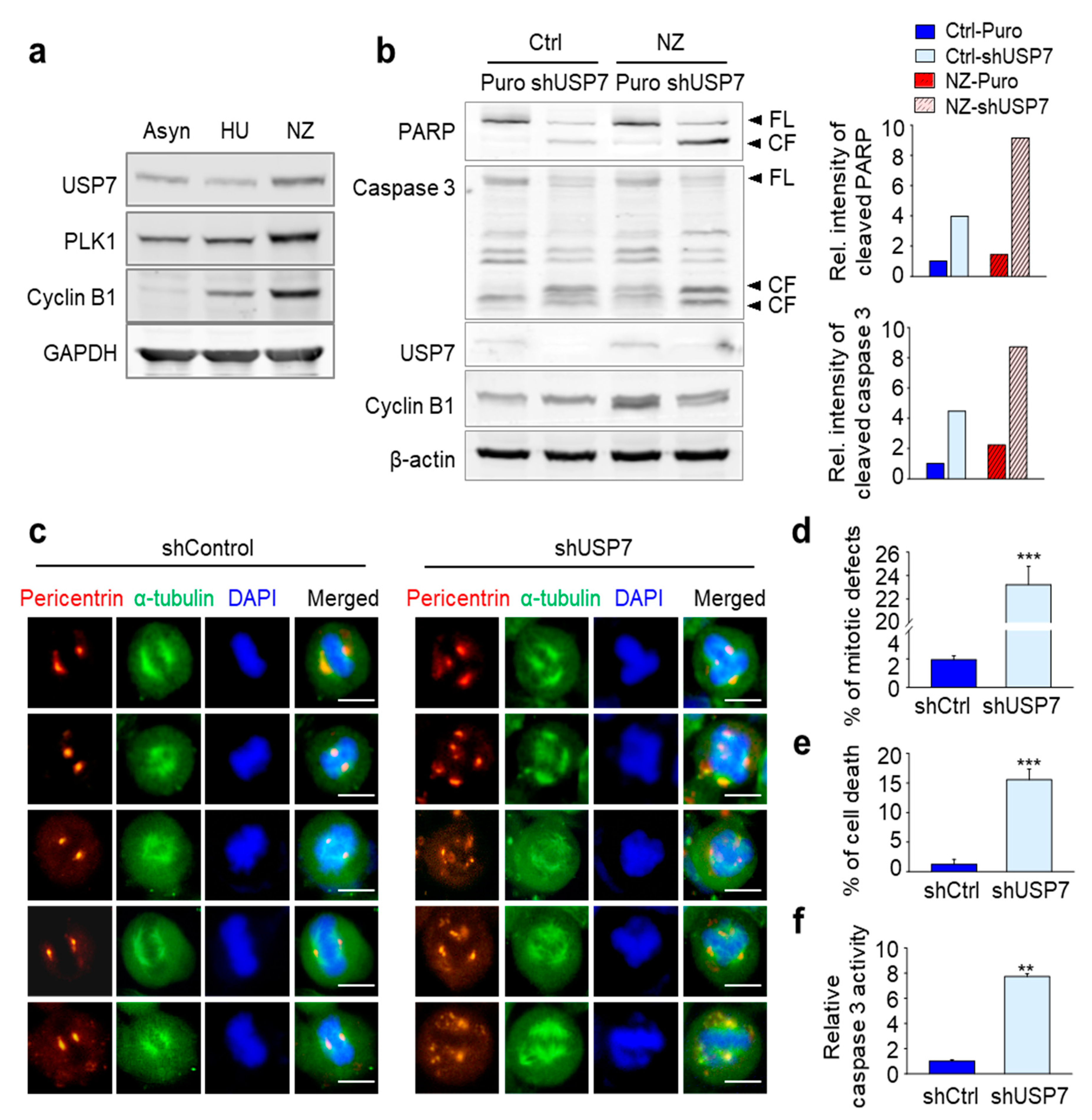 Ijms 21 08629 g003 Ijms 21 08629 g003