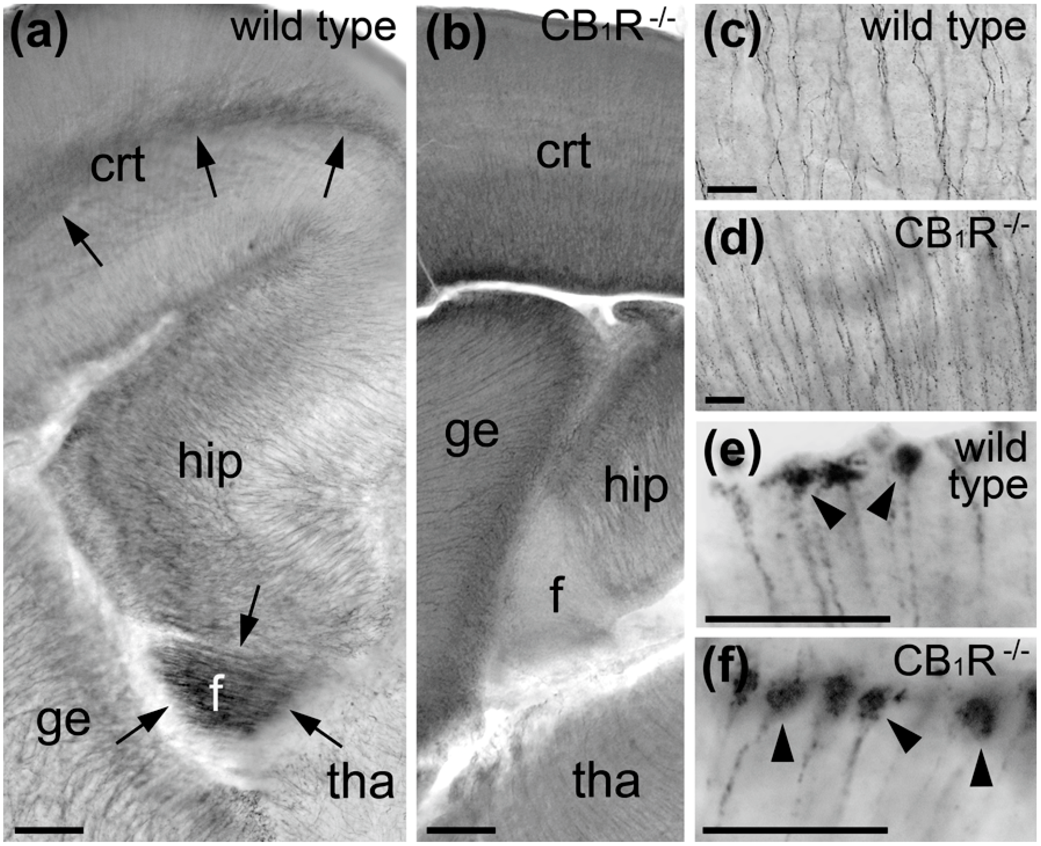 Ijms 21 08657 g003 Ijms 21 08657 g003