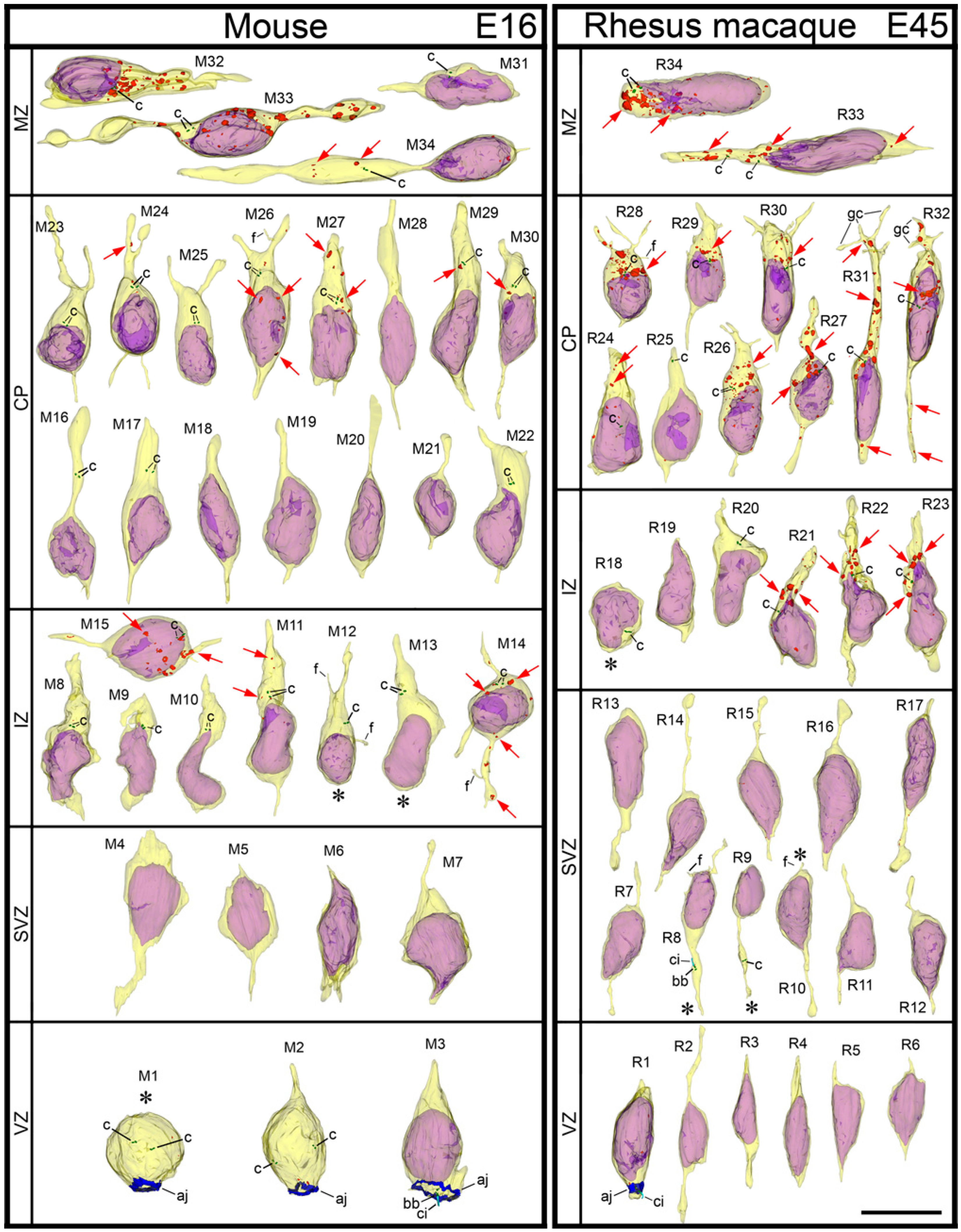 Ijms 21 08657 g010 Ijms 21 08657 g010