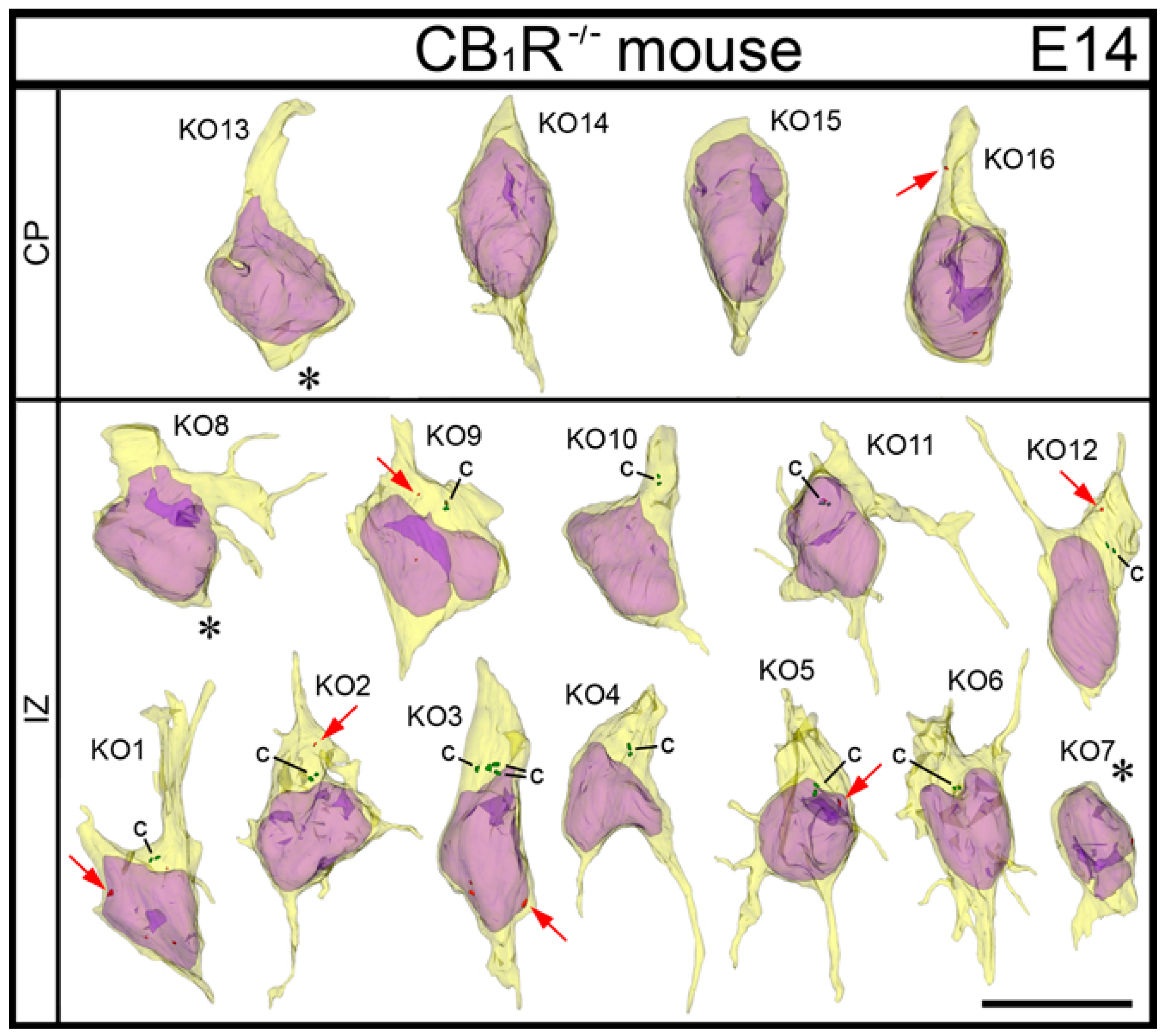 Ijms 21 08657 g011 Ijms 21 08657 g011