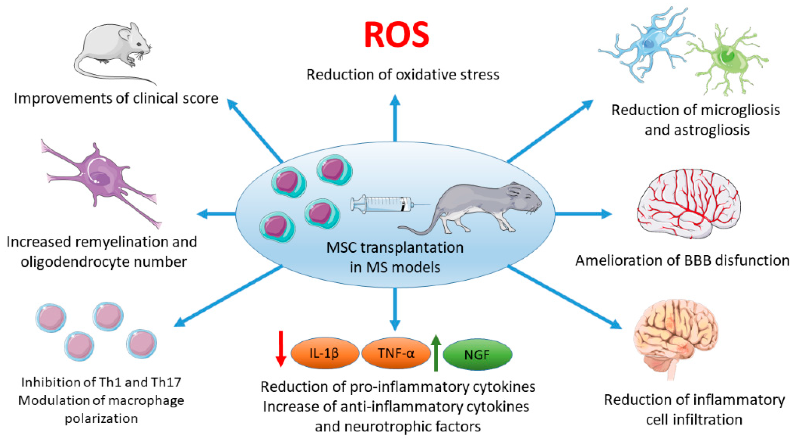 Ijms Free Full Text Mesenchymal Stem Cells In Multiple Sclerosis Recent Evidence From Pre Clinical To Clinical Studies Html