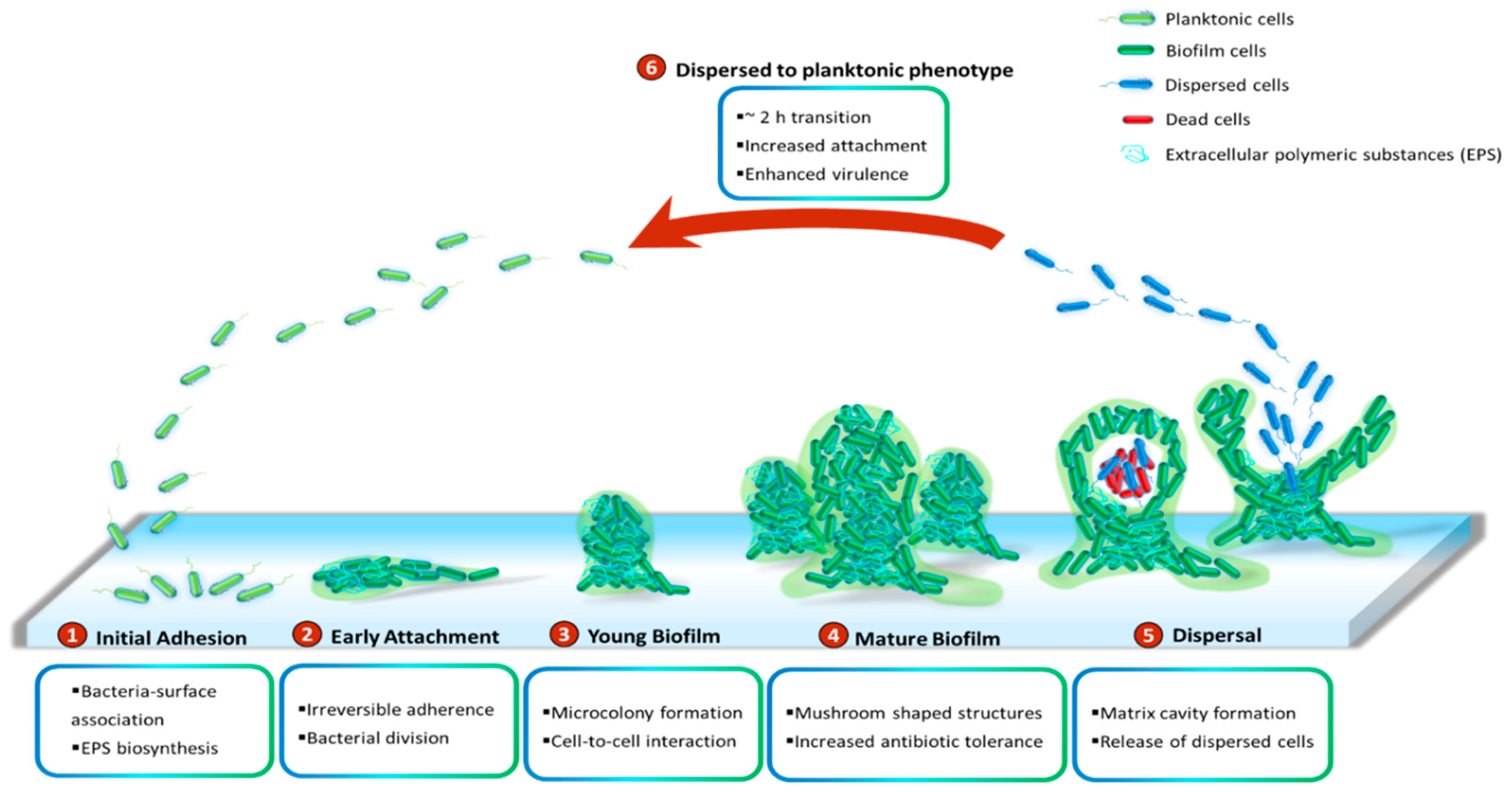 Ijms 21 08671 g001 Ijms 21 08671 g001